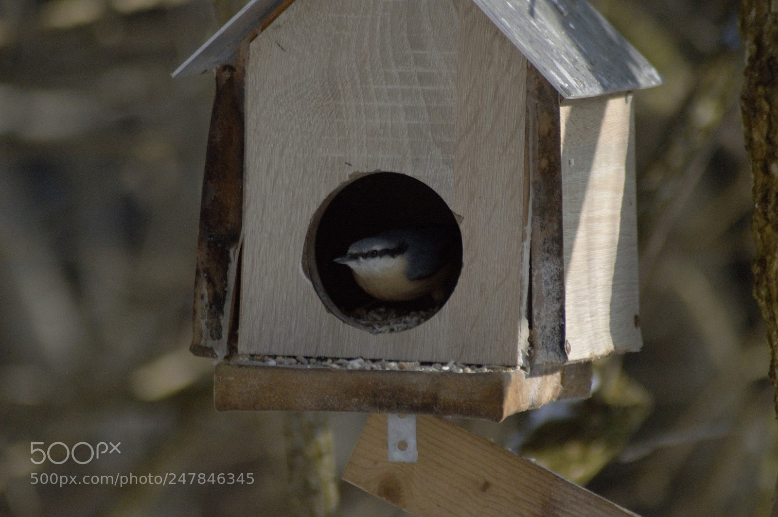 Nikon D3200 sample photo. Nuthatch looking out of photography