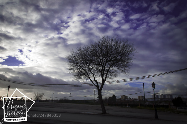 Nikon D90 sample photo. Árbol solitario photography