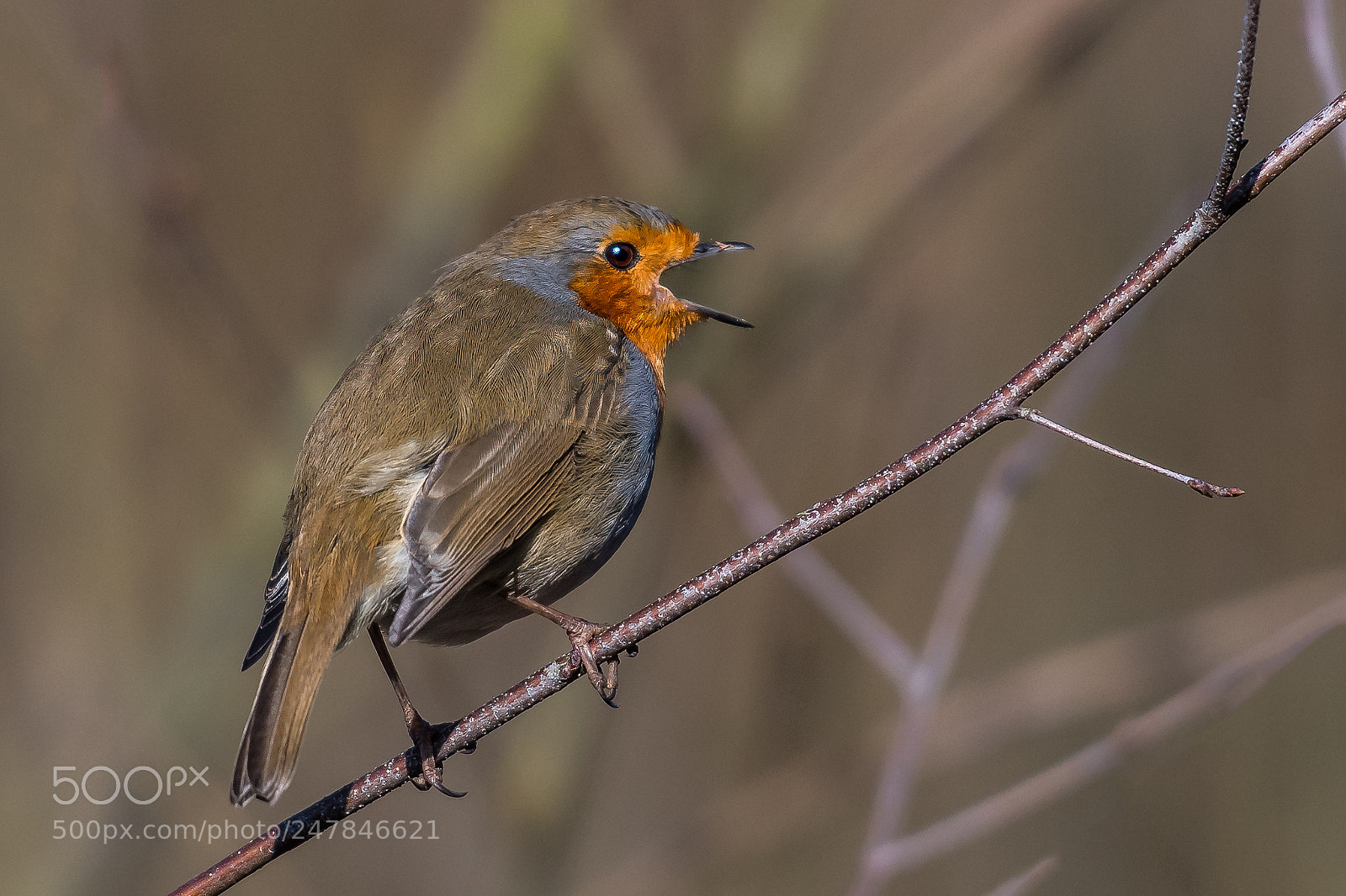 Nikon D850 sample photo. Noisy robin photography