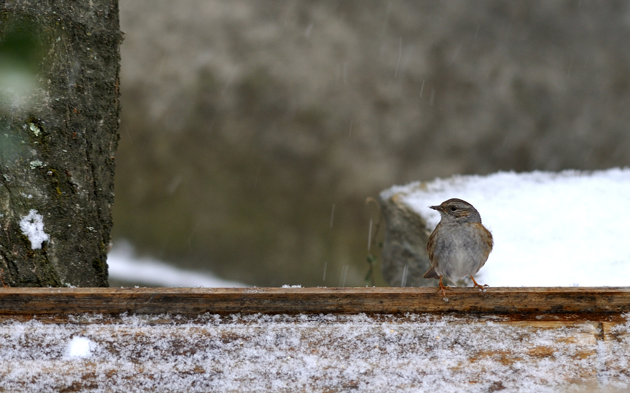 Nikon D3 + Sigma 150-500mm F5-6.3 DG OS HSM sample photo. Prunella modularis photography