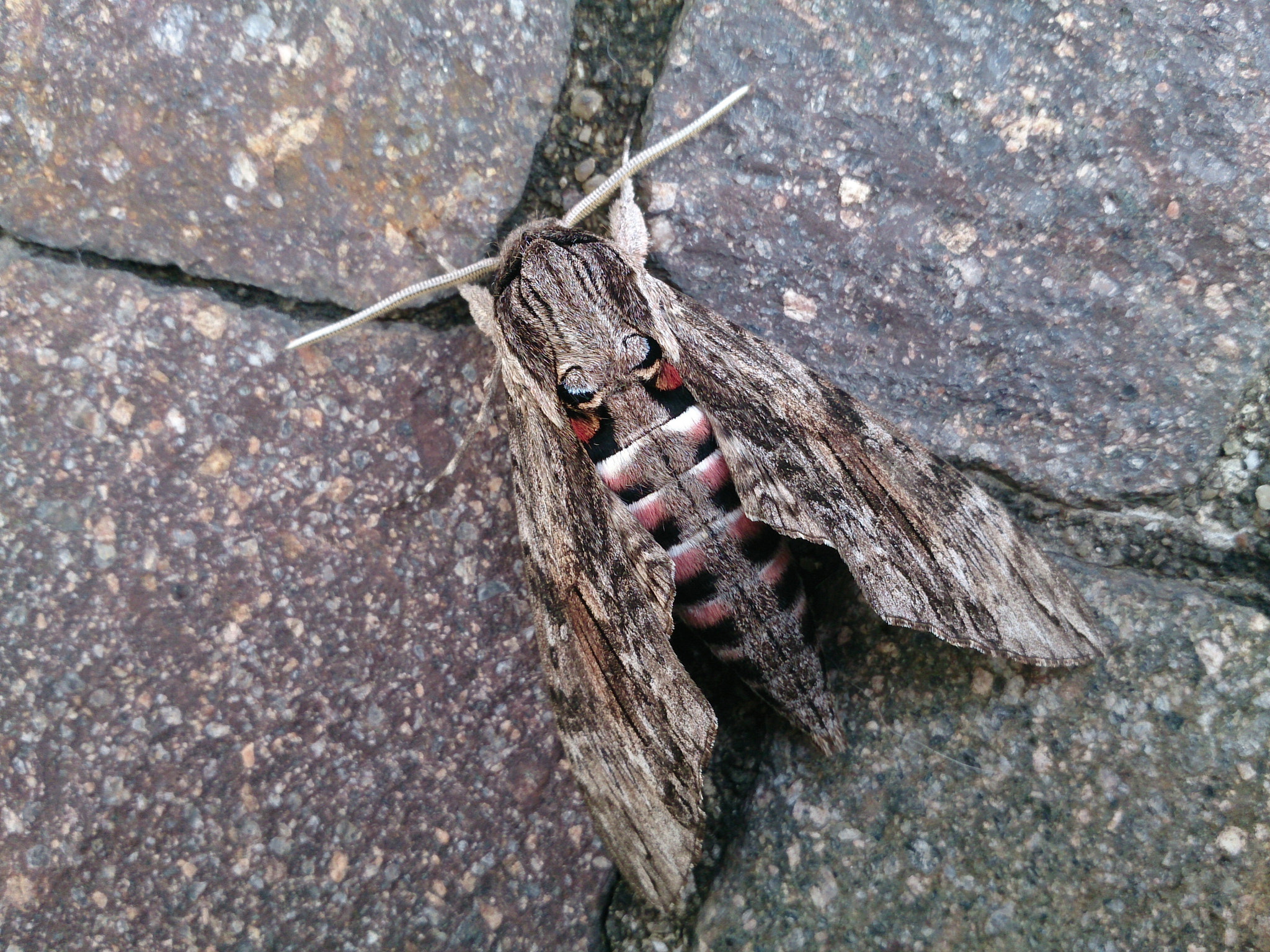 Sony Xperia Z sample photo. Insect (agrius convolvuli) photography