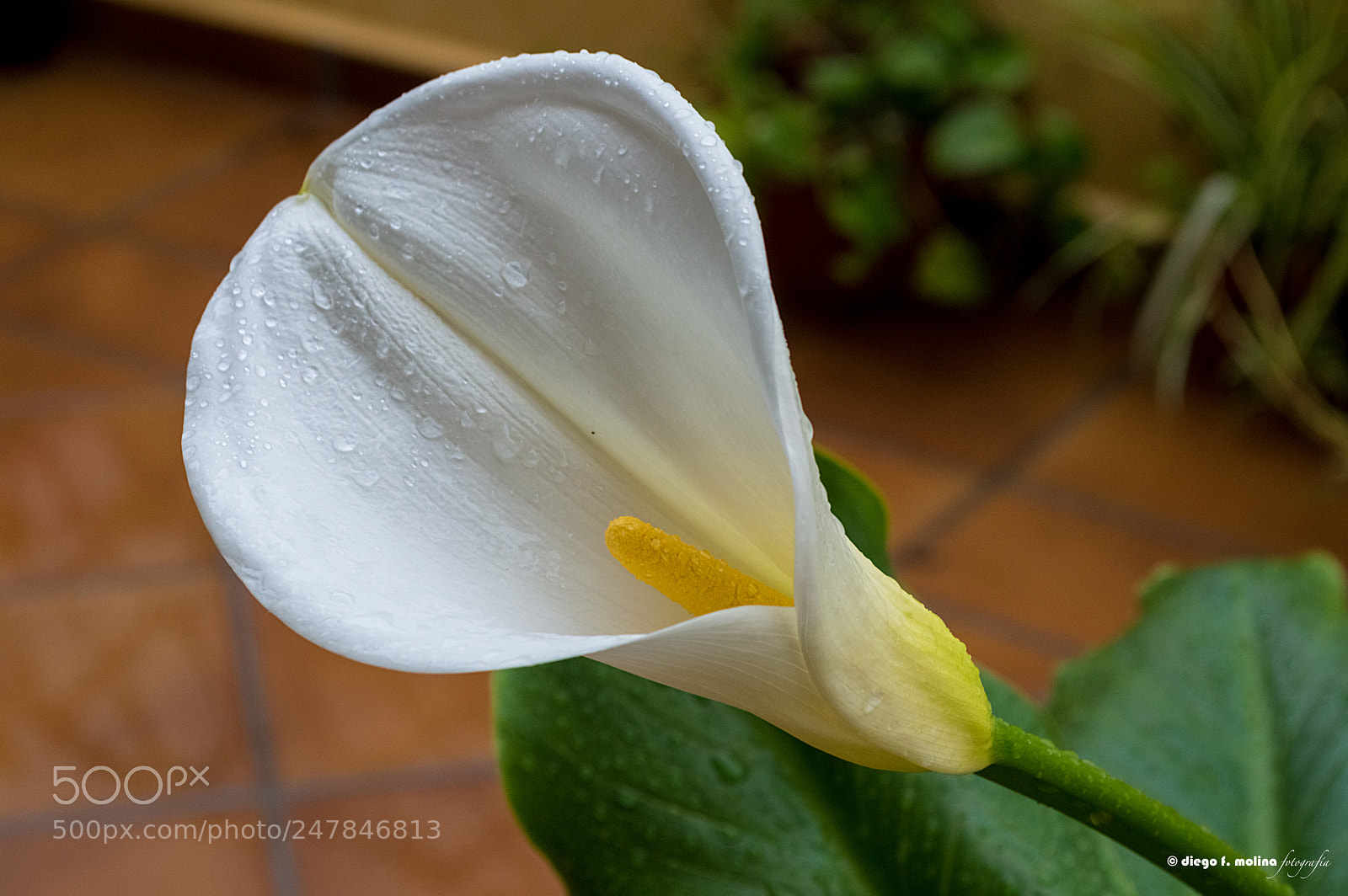 Nikon D3200 sample photo. Cala (zantedeschia aethiopica) photography