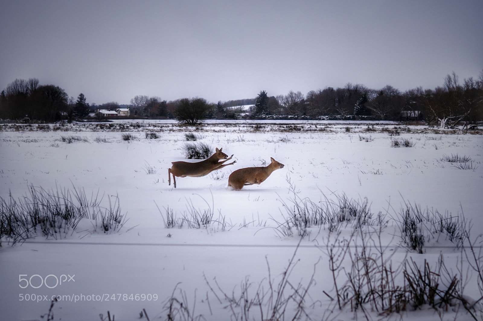 Sony a6300 sample photo. Deer playing in the photography