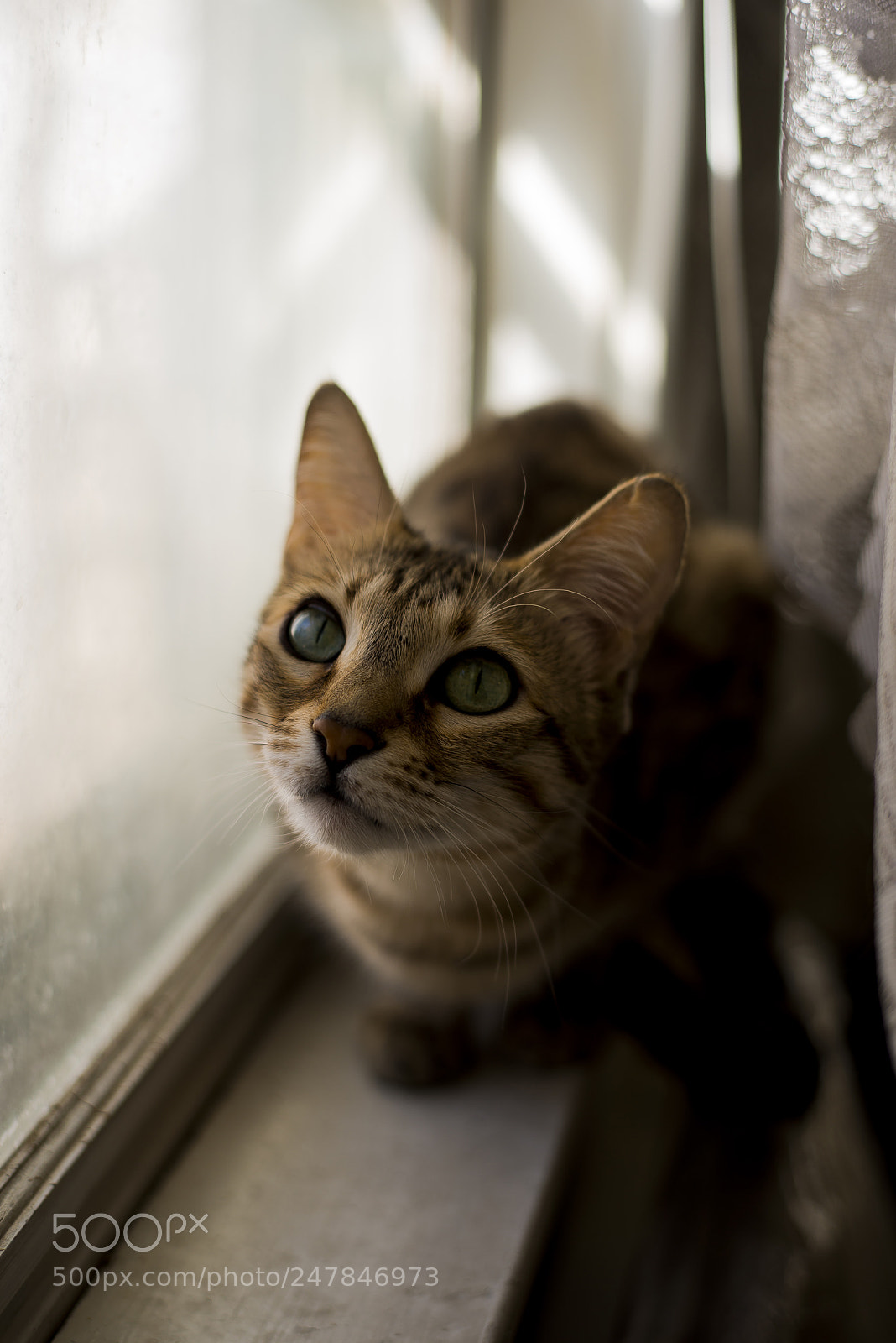 Nikon D800 sample photo. Bengal cat photography