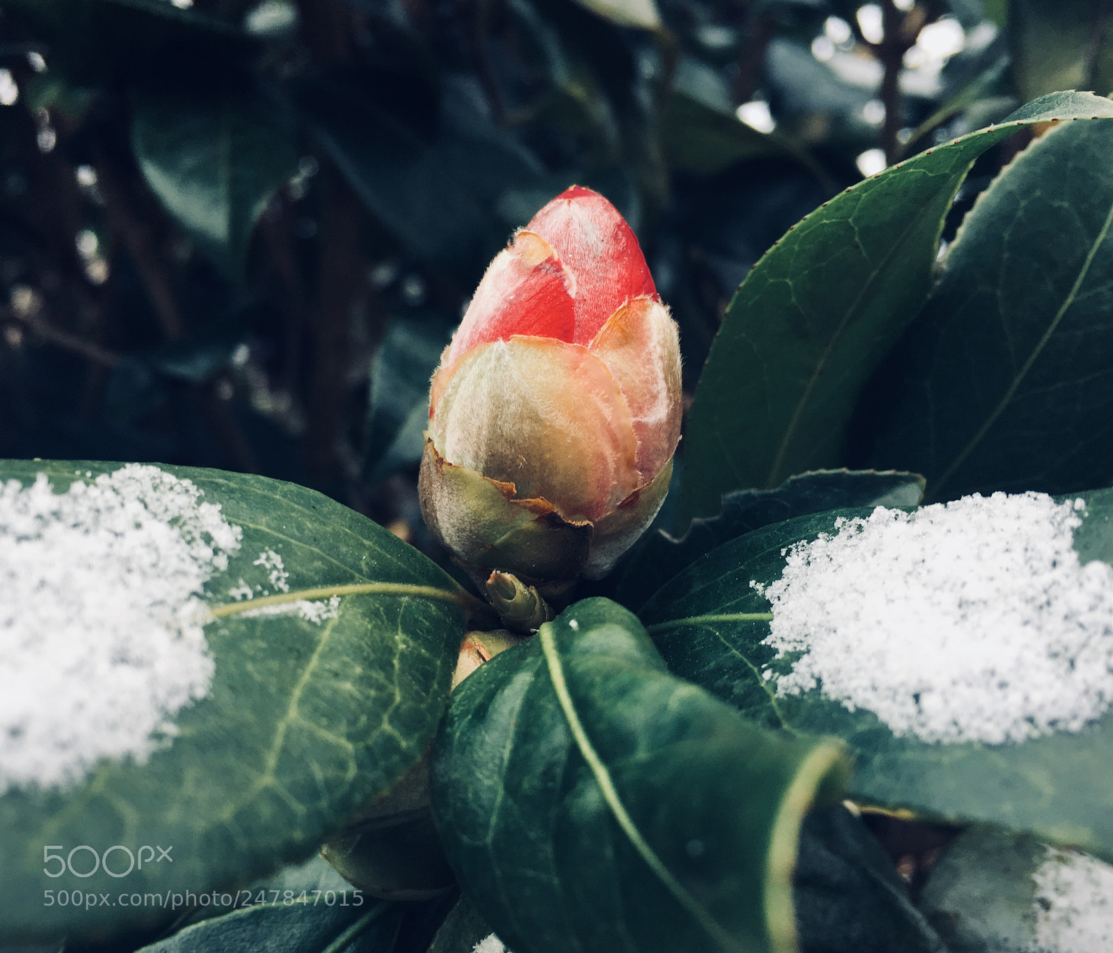Apple iPhone 6s sample photo. Red flower photography