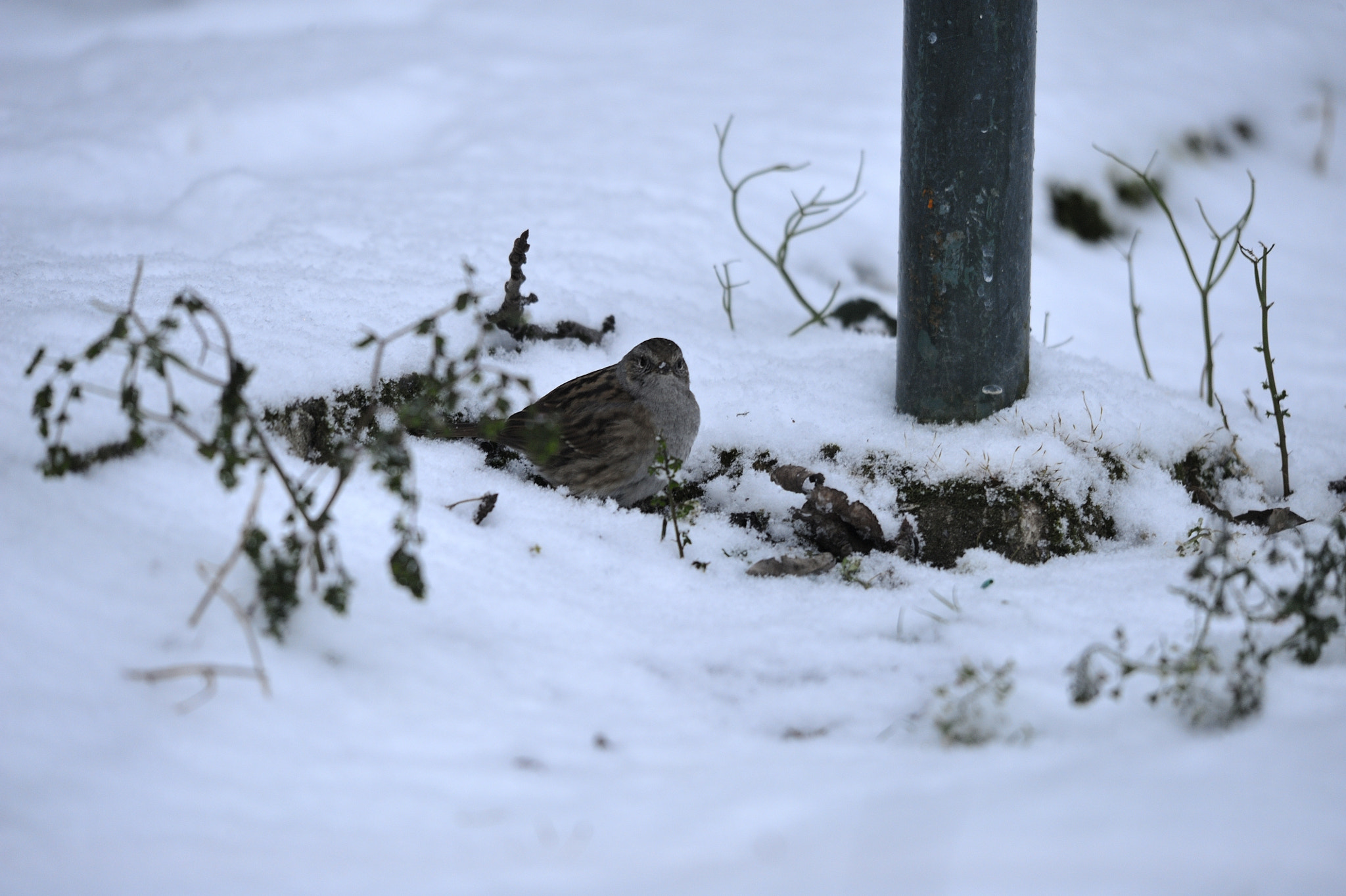 Sigma 150-500mm F5-6.3 DG OS HSM sample photo. Prunella modularis photography