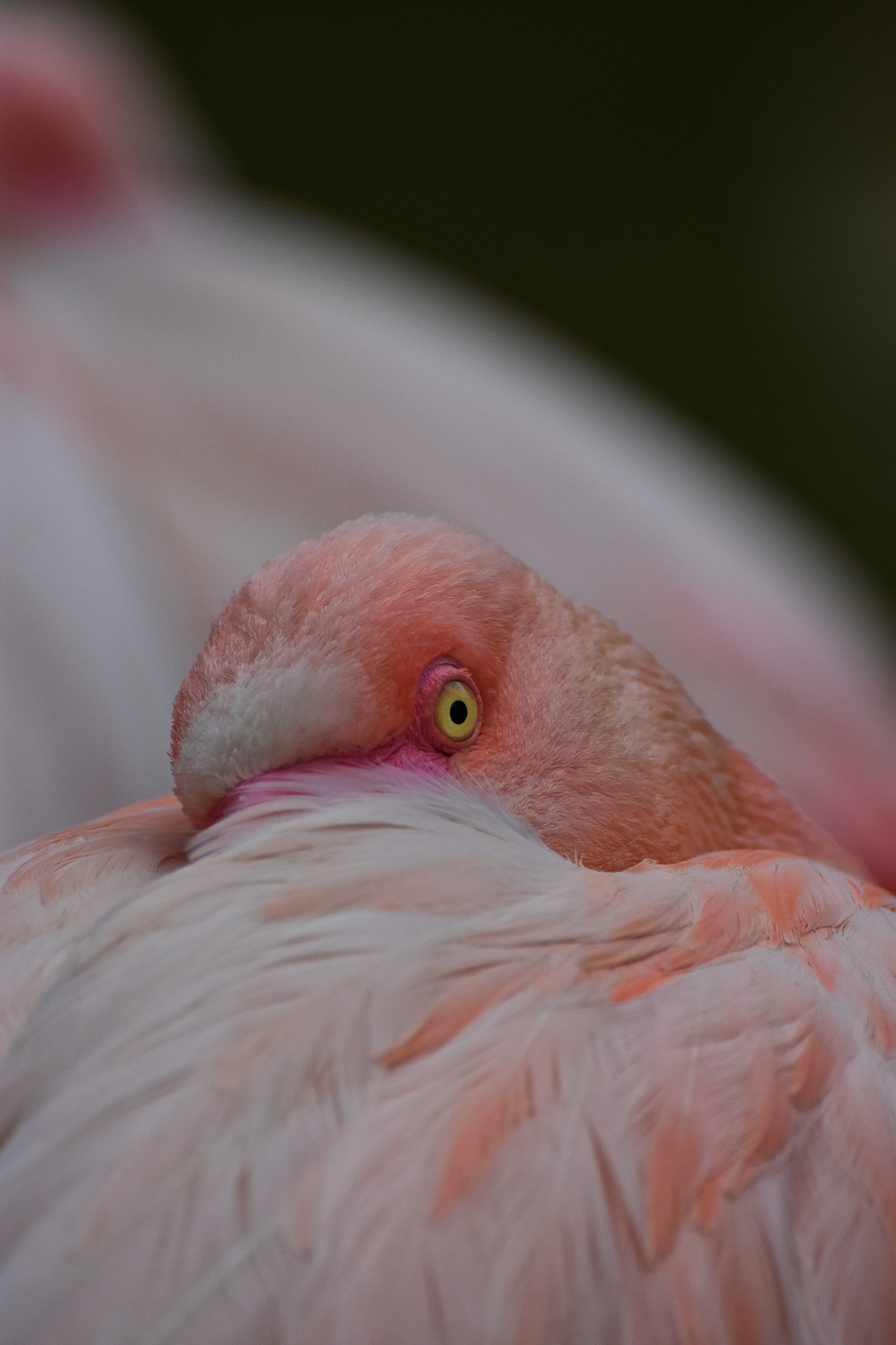 Nikon D3400 sample photo. Pink flamingo photography