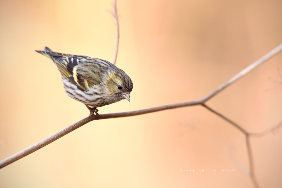 Sigma 150-600mm F5-6.3 DG OS HSM | S sample photo. Carduelis spinus photography