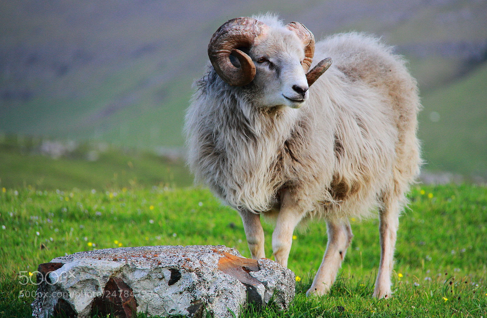 Canon EF-S 18-200mm F3.5-5.6 IS sample photo. Sheep in the wild photography