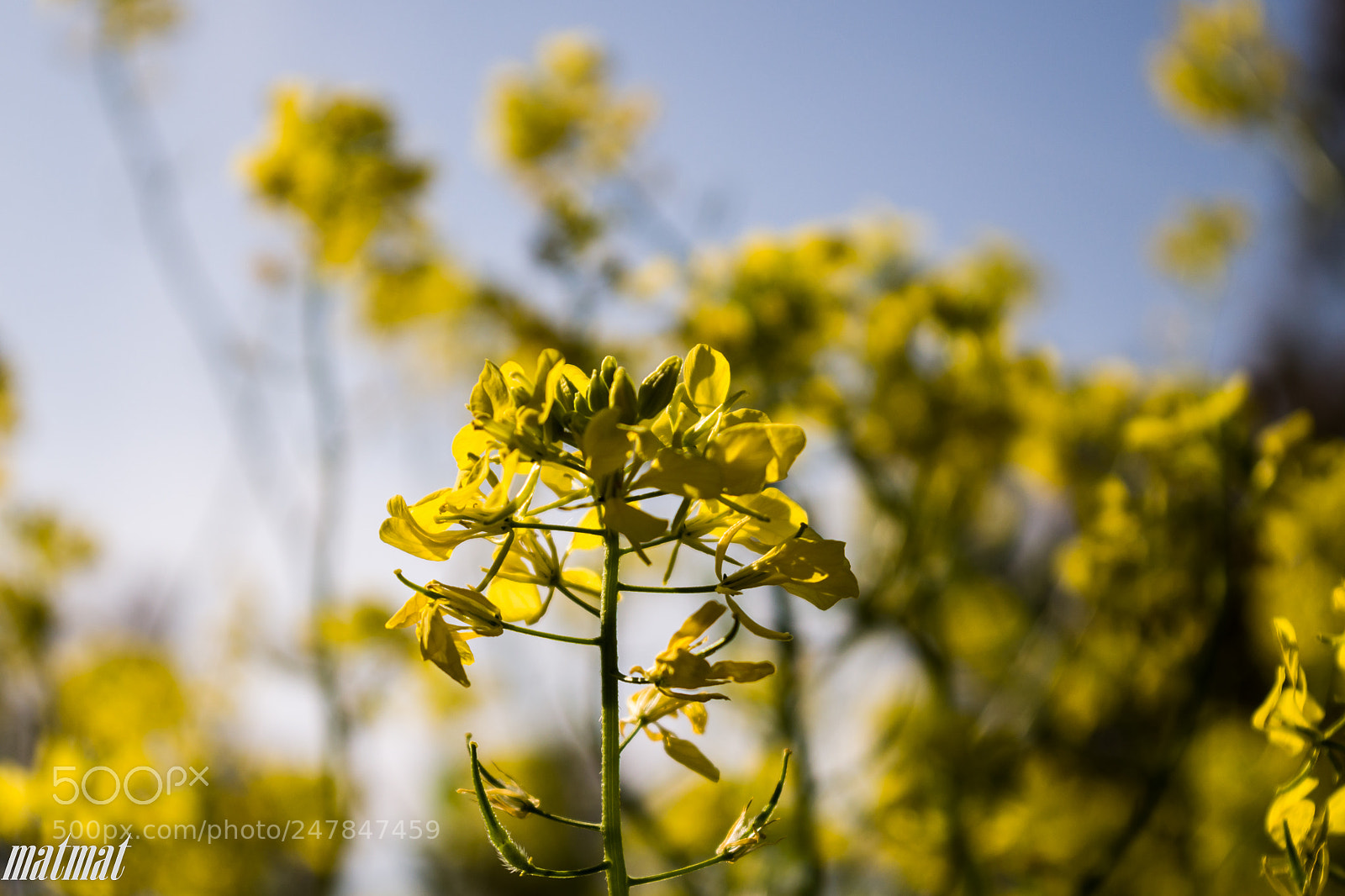 Pentax K-S2 sample photo. Spring photography