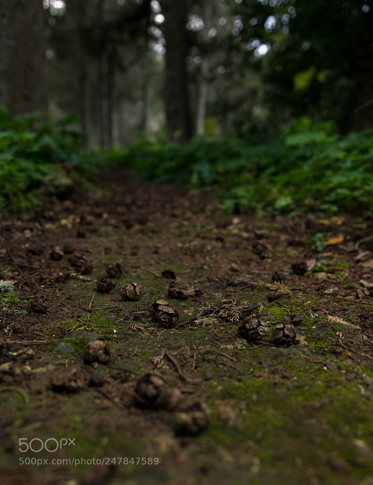 Nikon D3400 sample photo. A passage in the photography