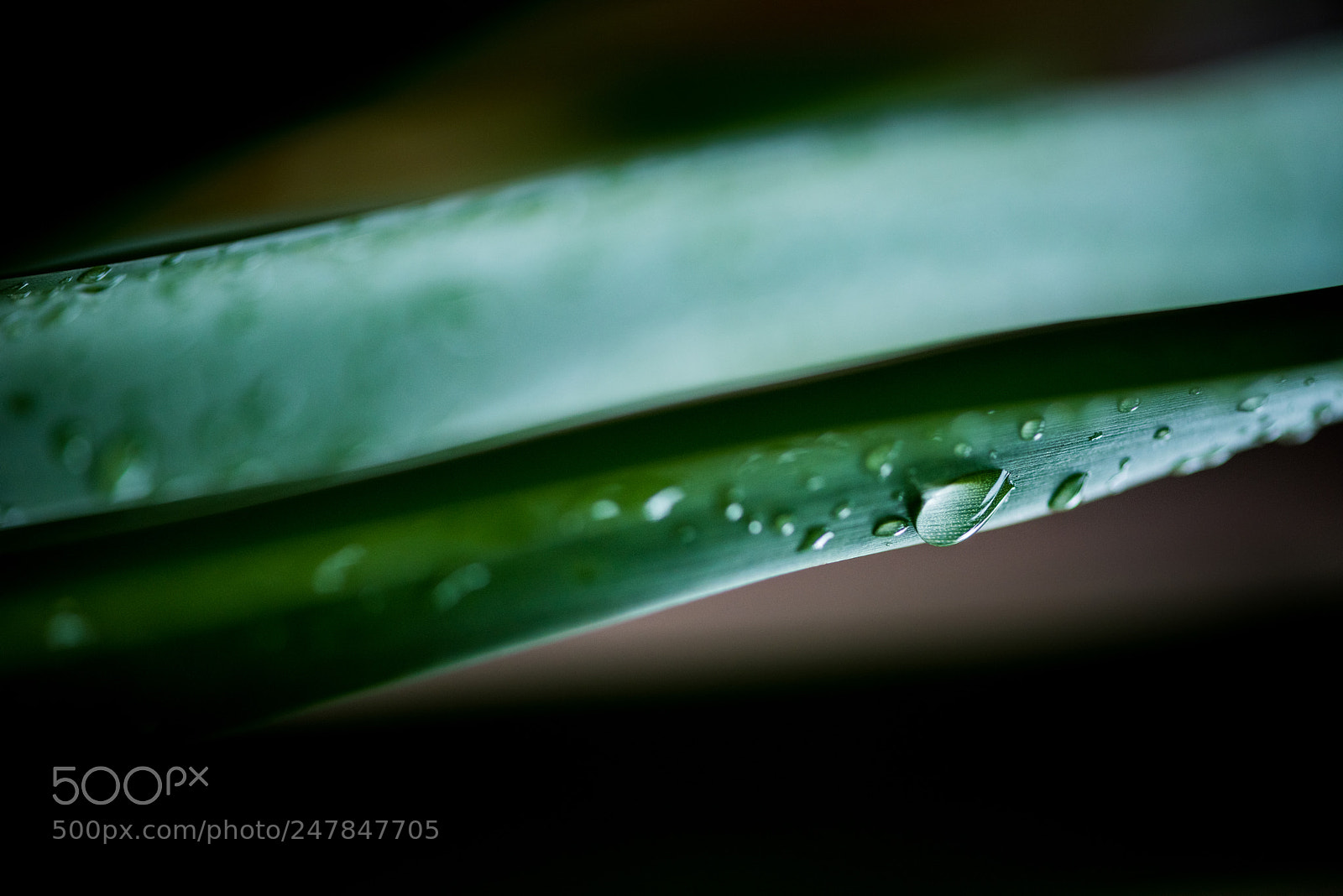 Nikon D810 sample photo. Rain drop - macro photography