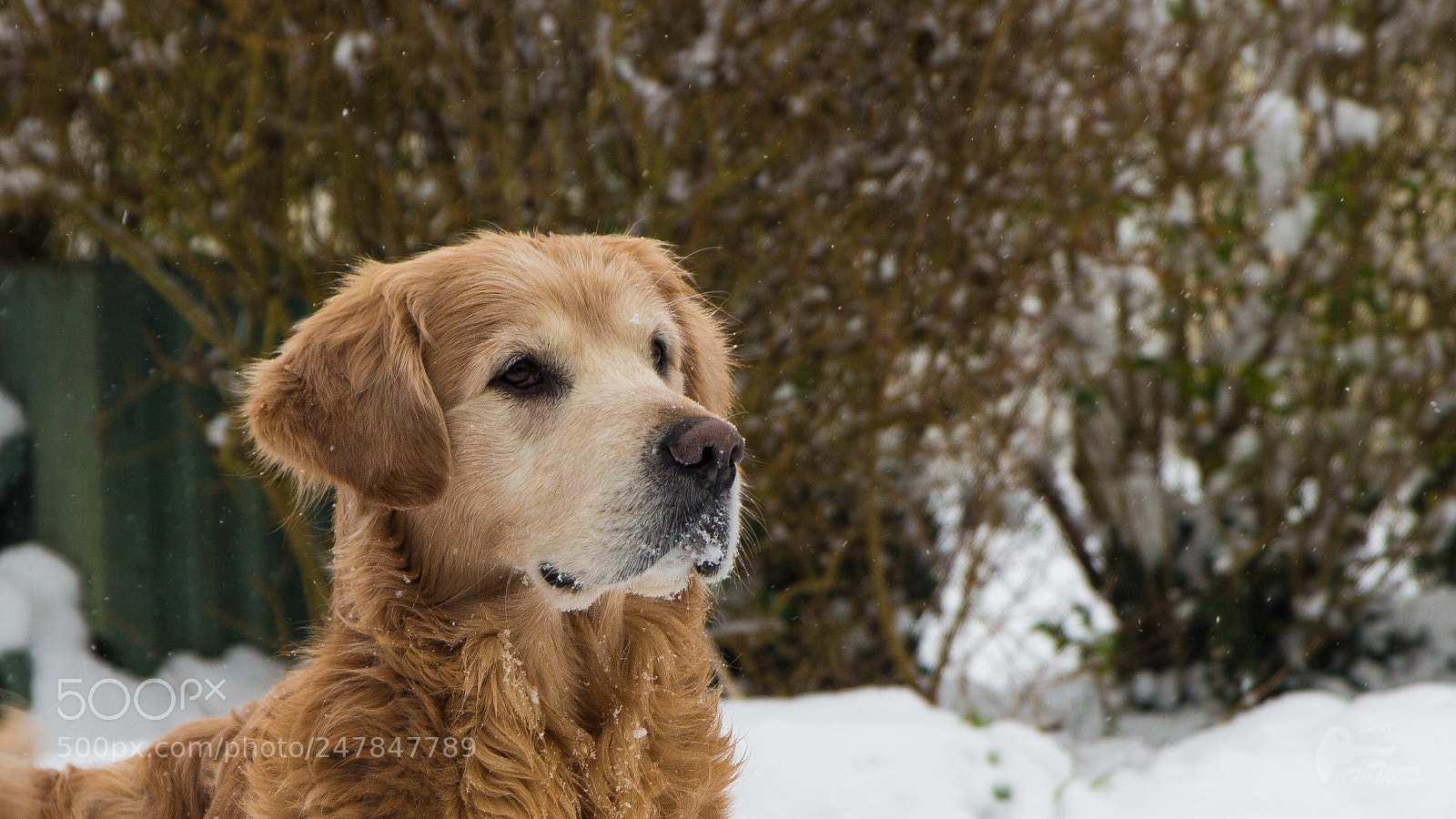 Canon EOS 700D (EOS Rebel T5i / EOS Kiss X7i) sample photo. My dog photography