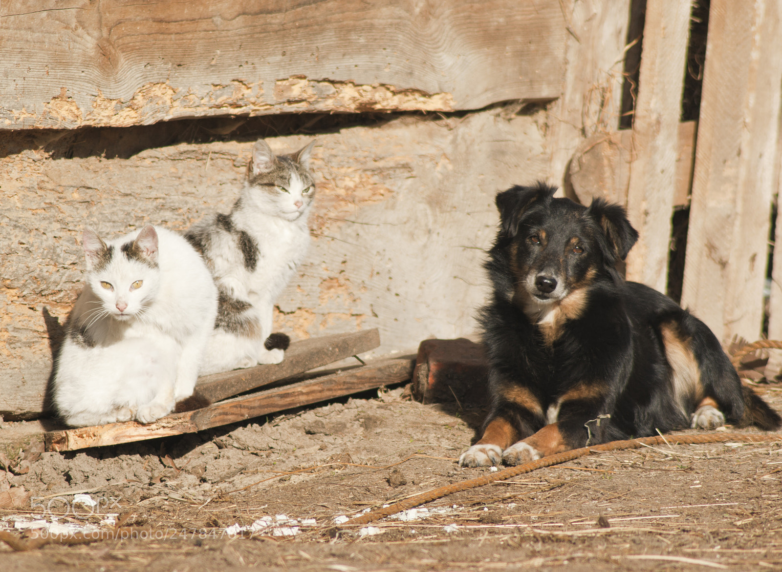 Sony Alpha DSLR-A390 sample photo. Rustic courtyard photography