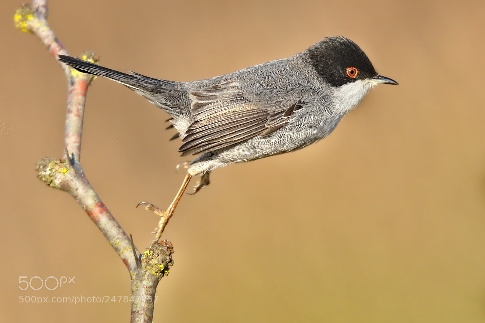 Nikon D7200 sample photo. Sardinian warbler photography