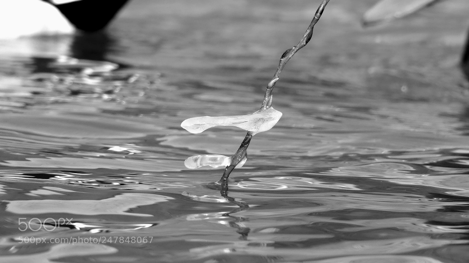 Panasonic Lumix DMC-FZ300 sample photo. Branch in the water photography