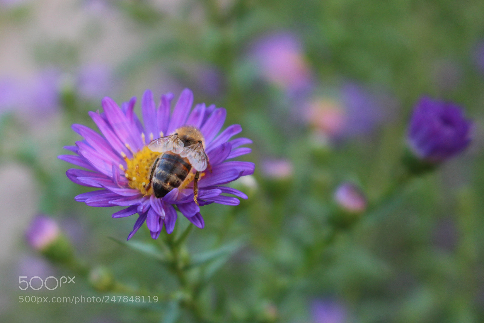 Canon EOS 700D (EOS Rebel T5i / EOS Kiss X7i) sample photo. Little bee photography