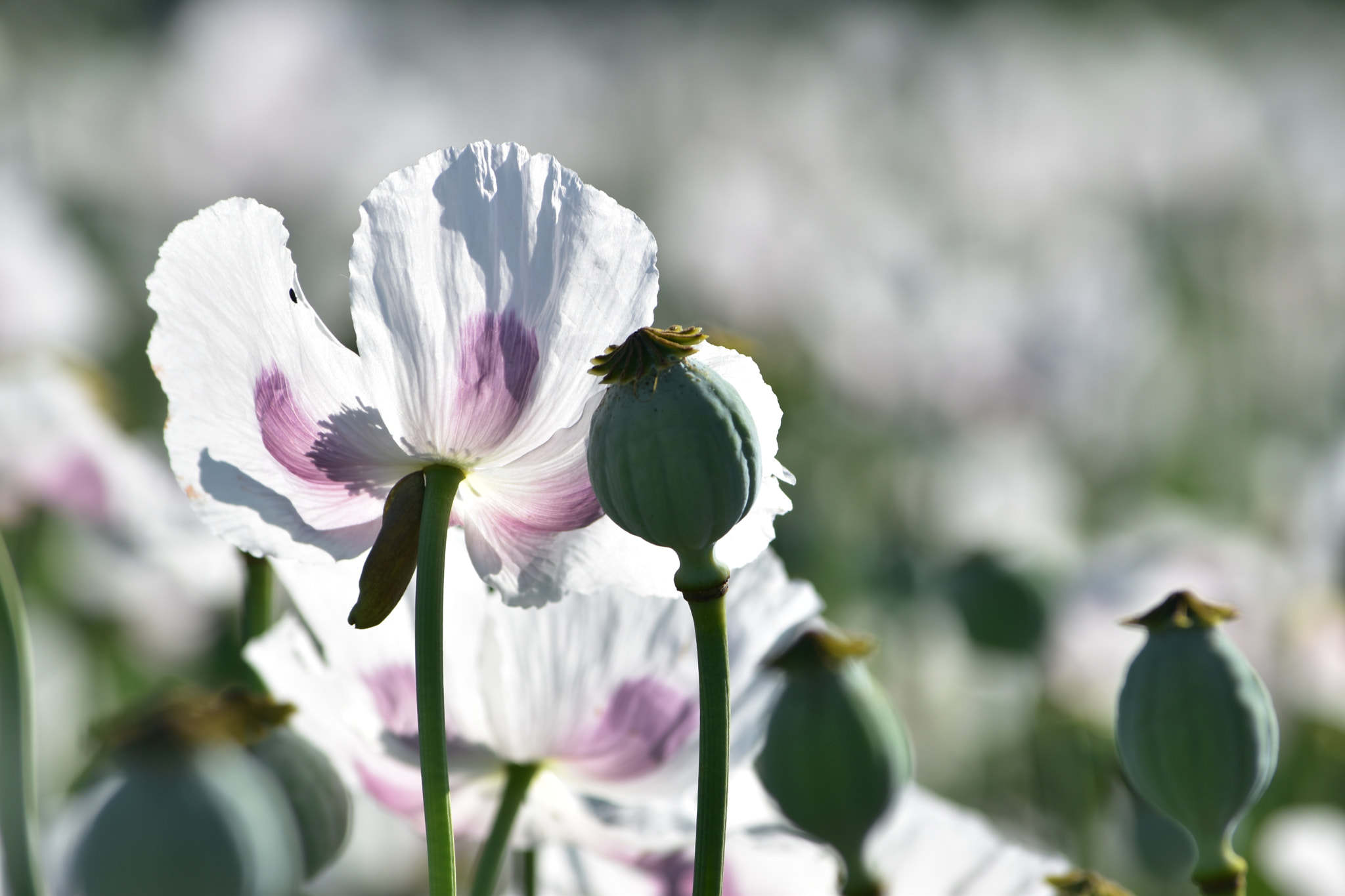 Nikon D5500 sample photo. Pavots photography