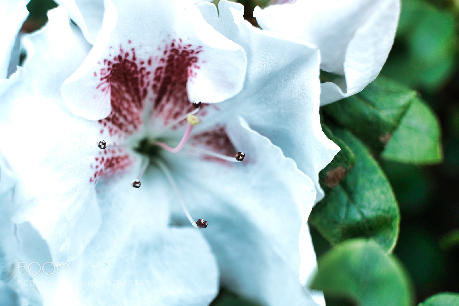 Fujifilm X-Pro2 sample photo. Flower photography