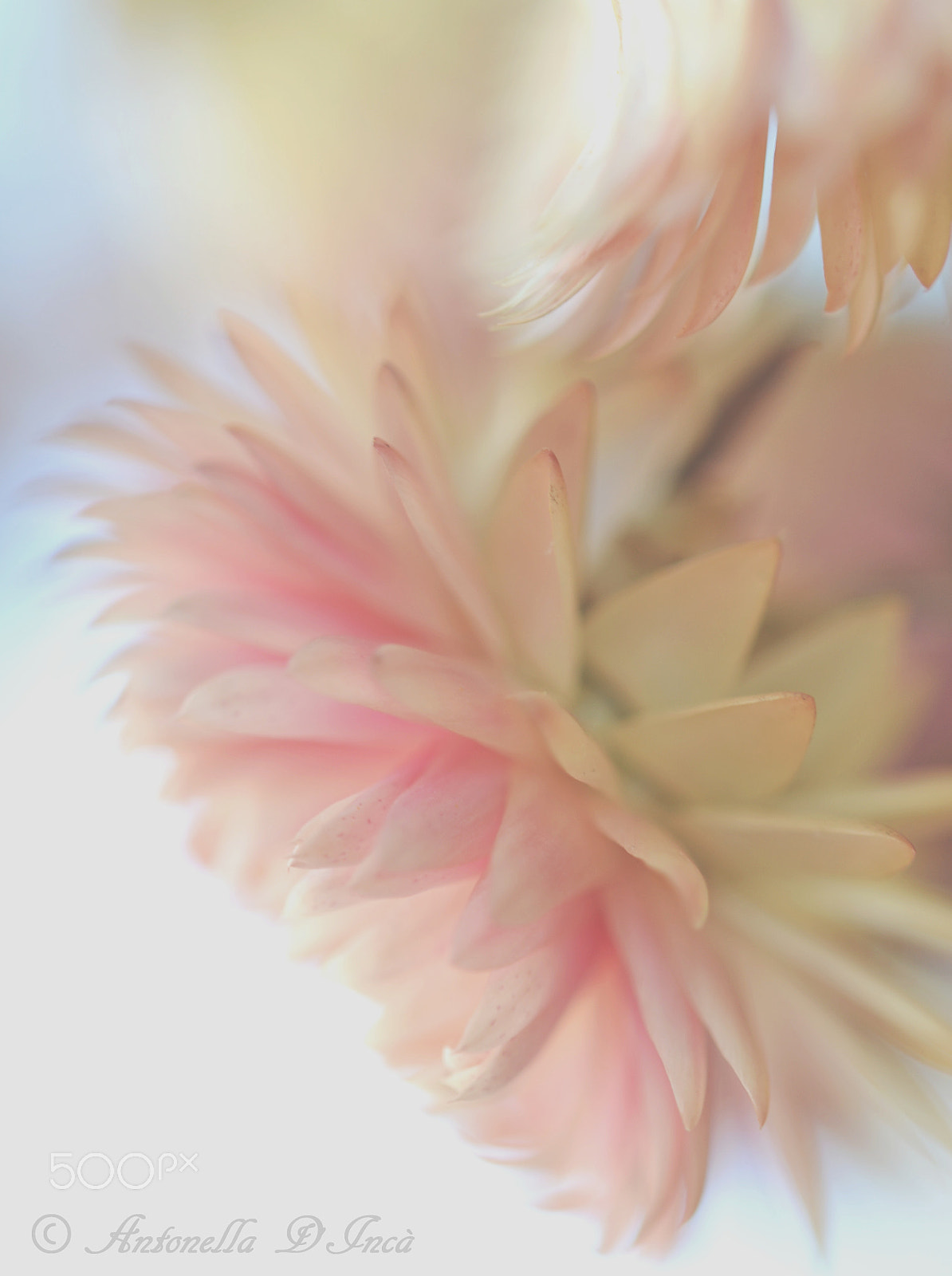 Sigma 105mm F2.8 EX DG OS HSM sample photo. Xerochrysum bracteatum photography