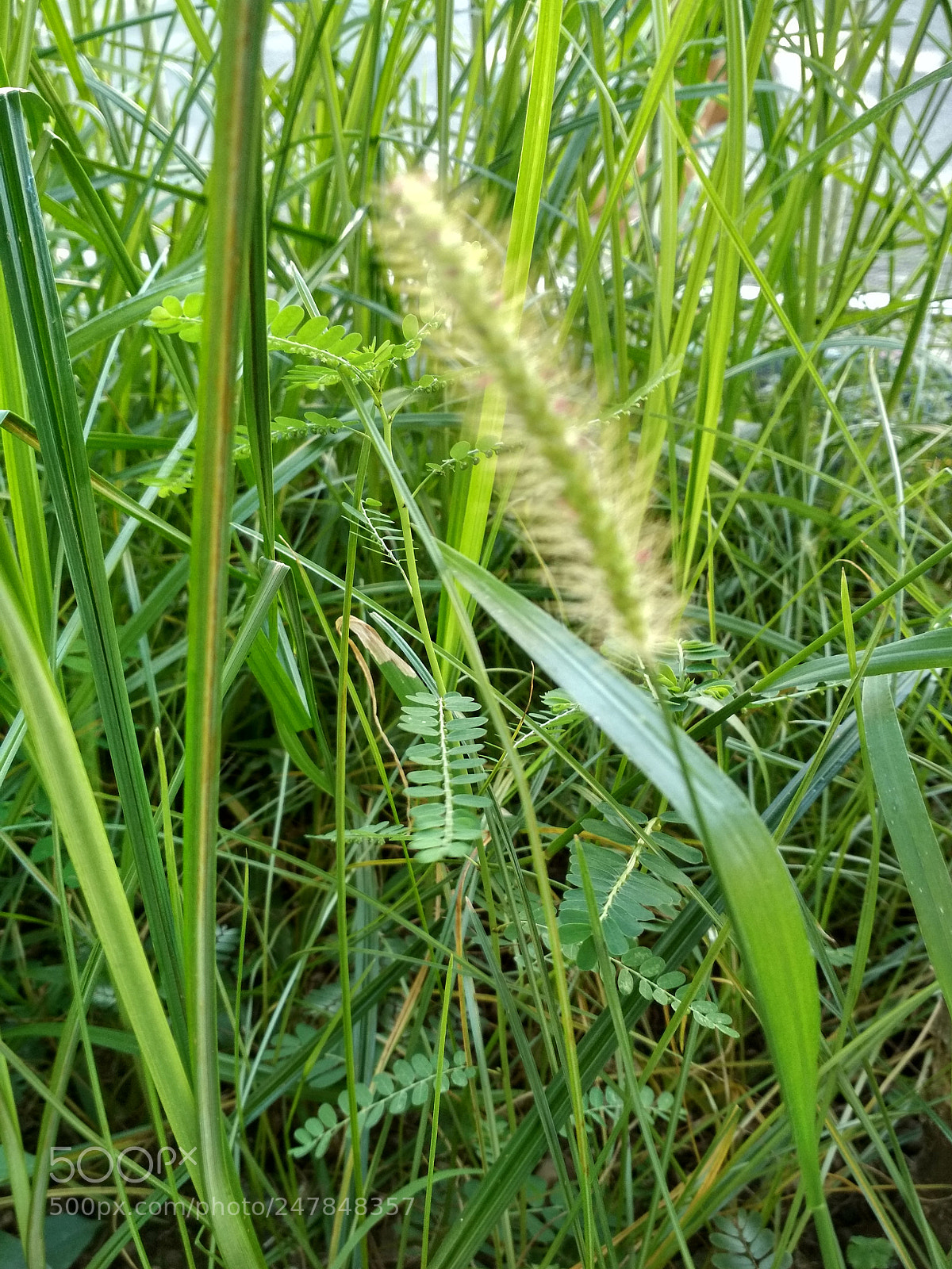 Xiaomi Redmi 4X sample photo. Untitled photography