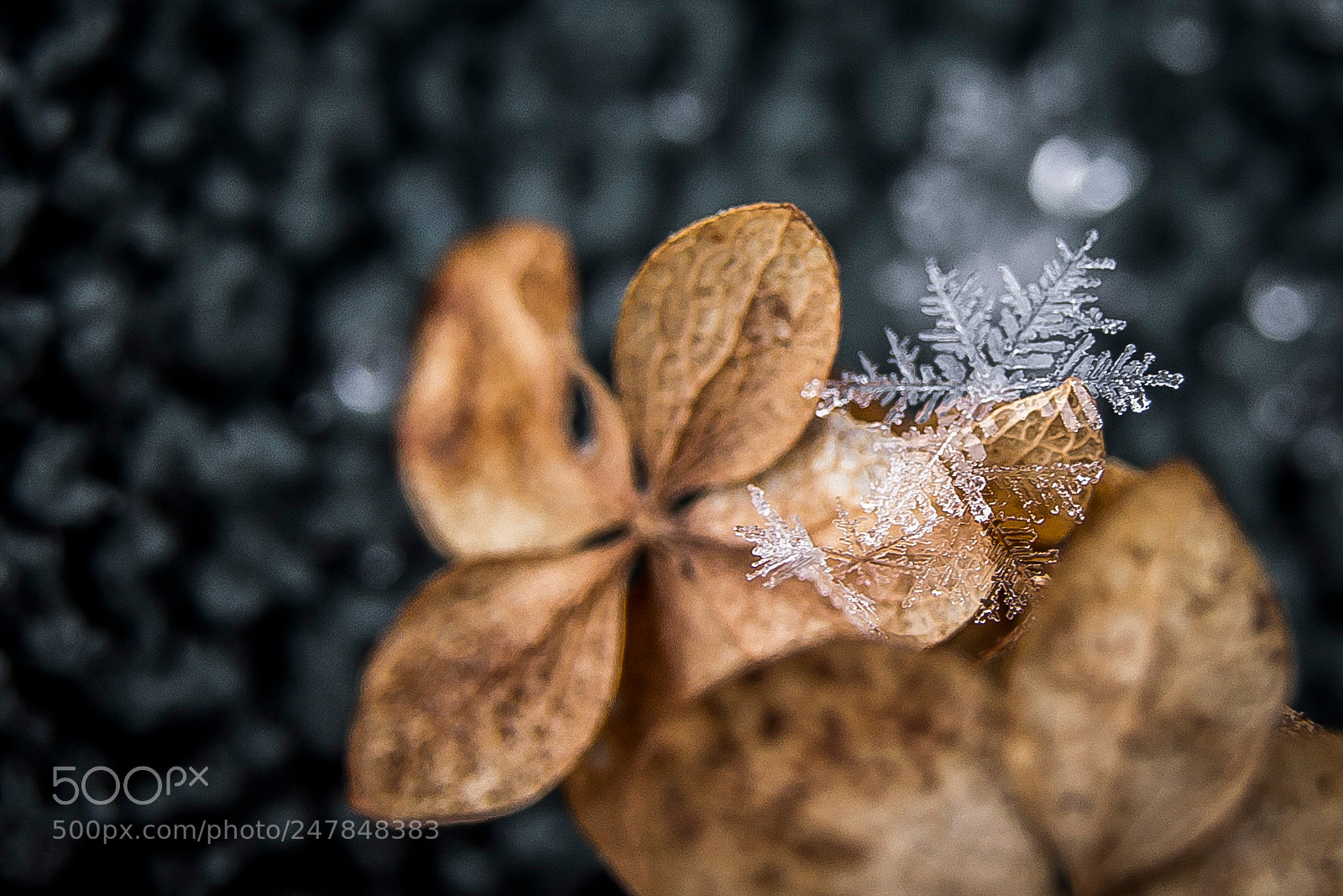 Canon EOS 600D (Rebel EOS T3i / EOS Kiss X5) sample photo. Snowflake photography