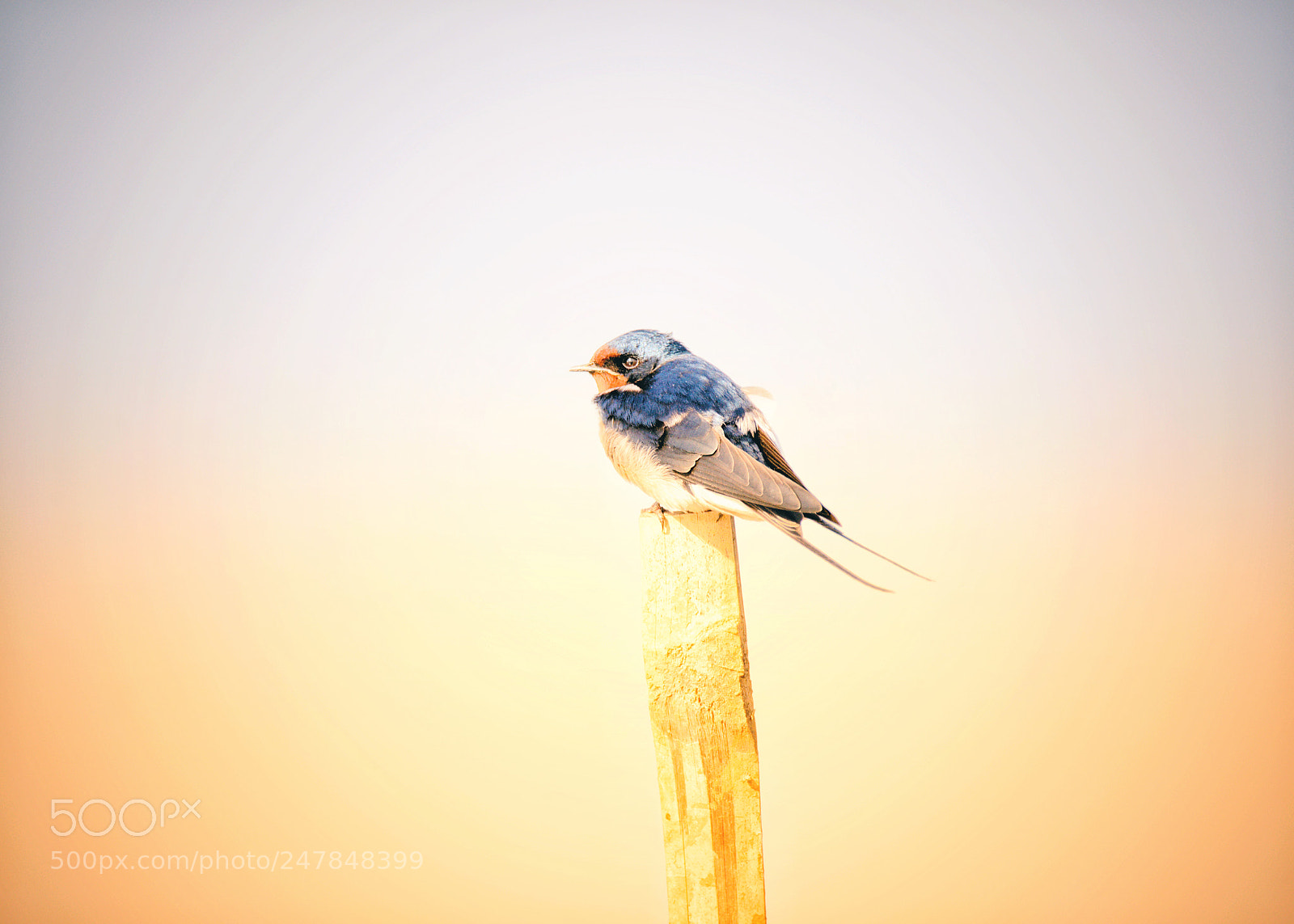 Nikon D610 sample photo. A swallow bokeh photography