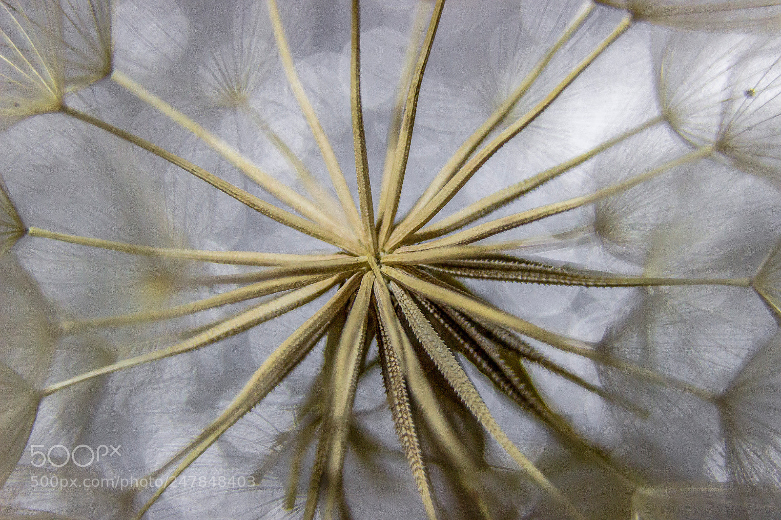Canon EOS 600D (Rebel EOS T3i / EOS Kiss X5) sample photo. Dandelion photography