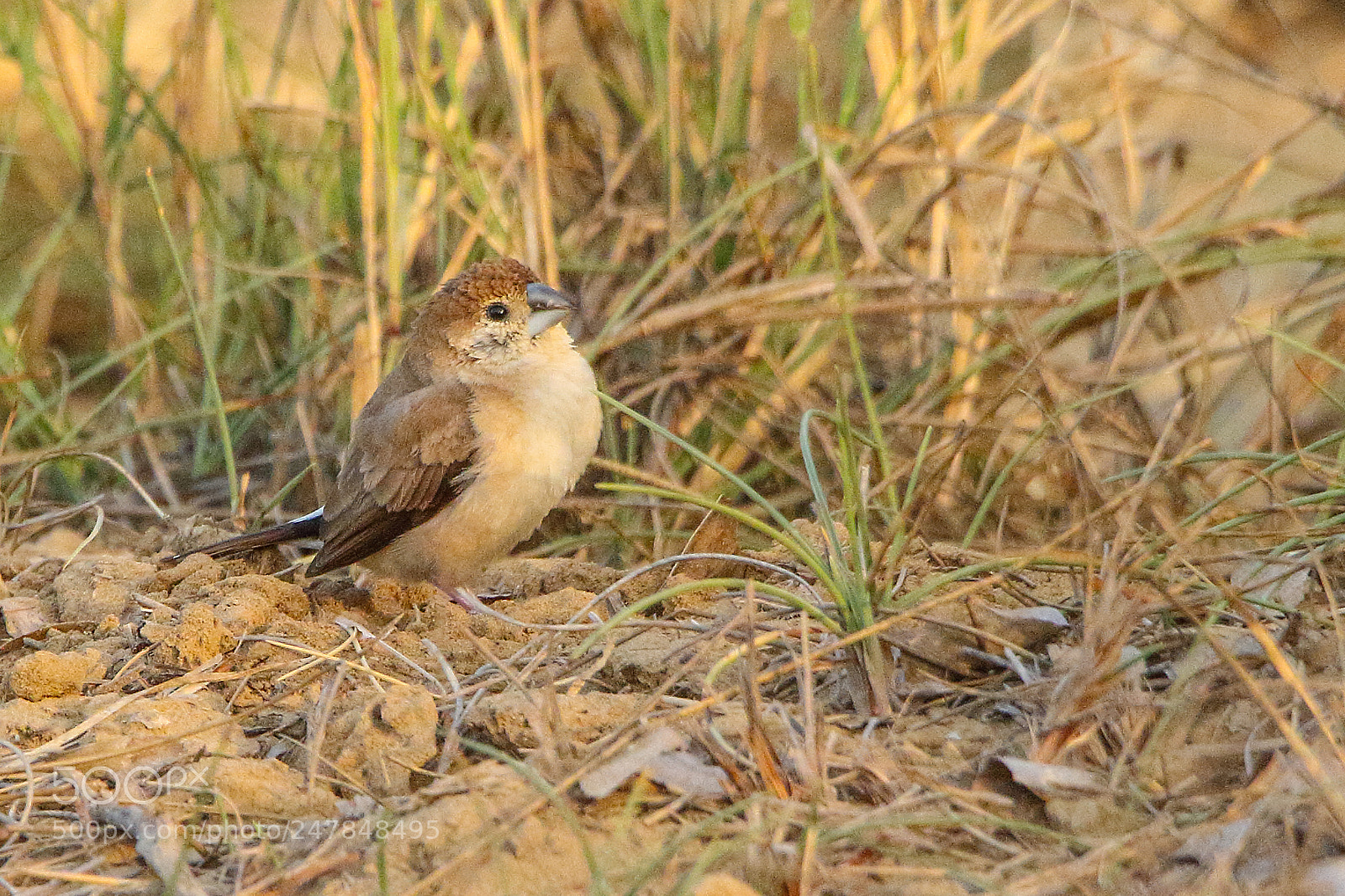 Canon EOS 7D Mark II sample photo. Little bird photography