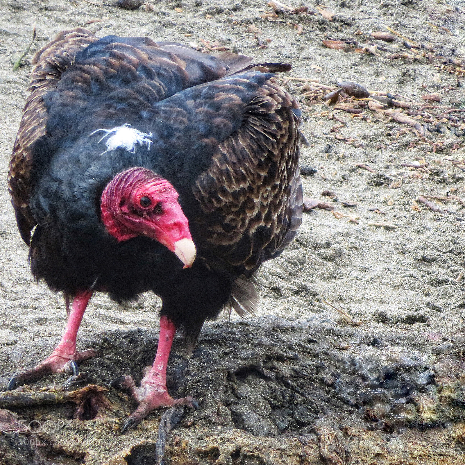 Canon PowerShot SX720 HS sample photo. Turkey vulture photography