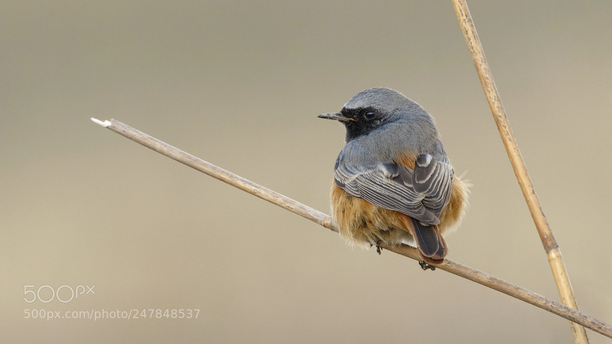 Canon EOS 7D Mark II sample photo. Oosterse zwarte roodstaart photography