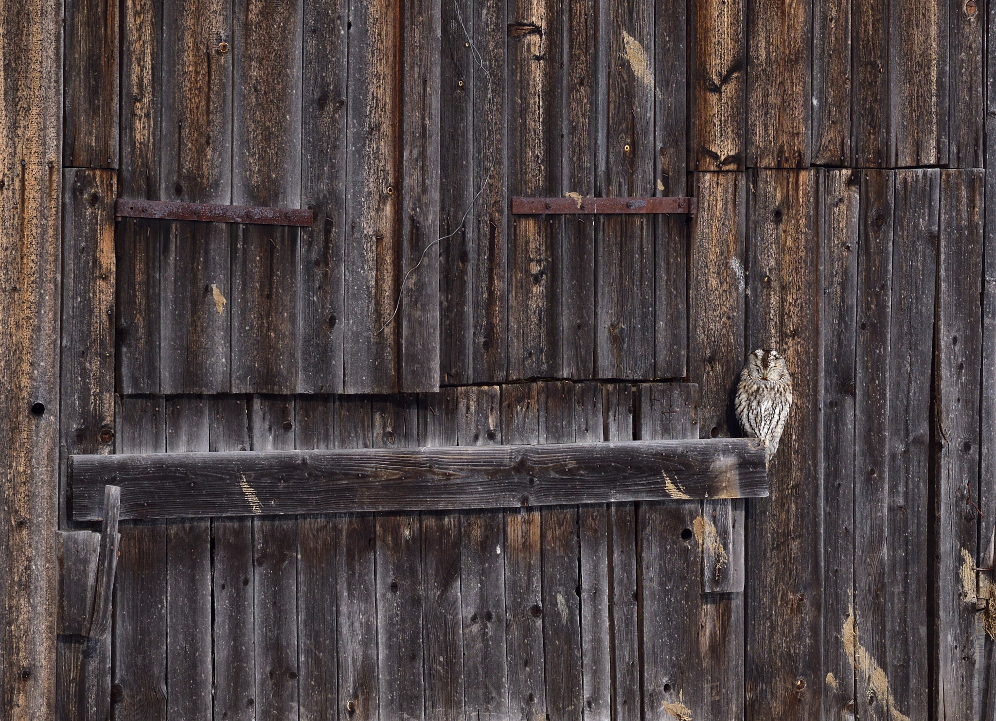 Nikon D5600 + Sigma 24-105mm F4 DG OS HSM Art sample photo. Sleeping owl photography