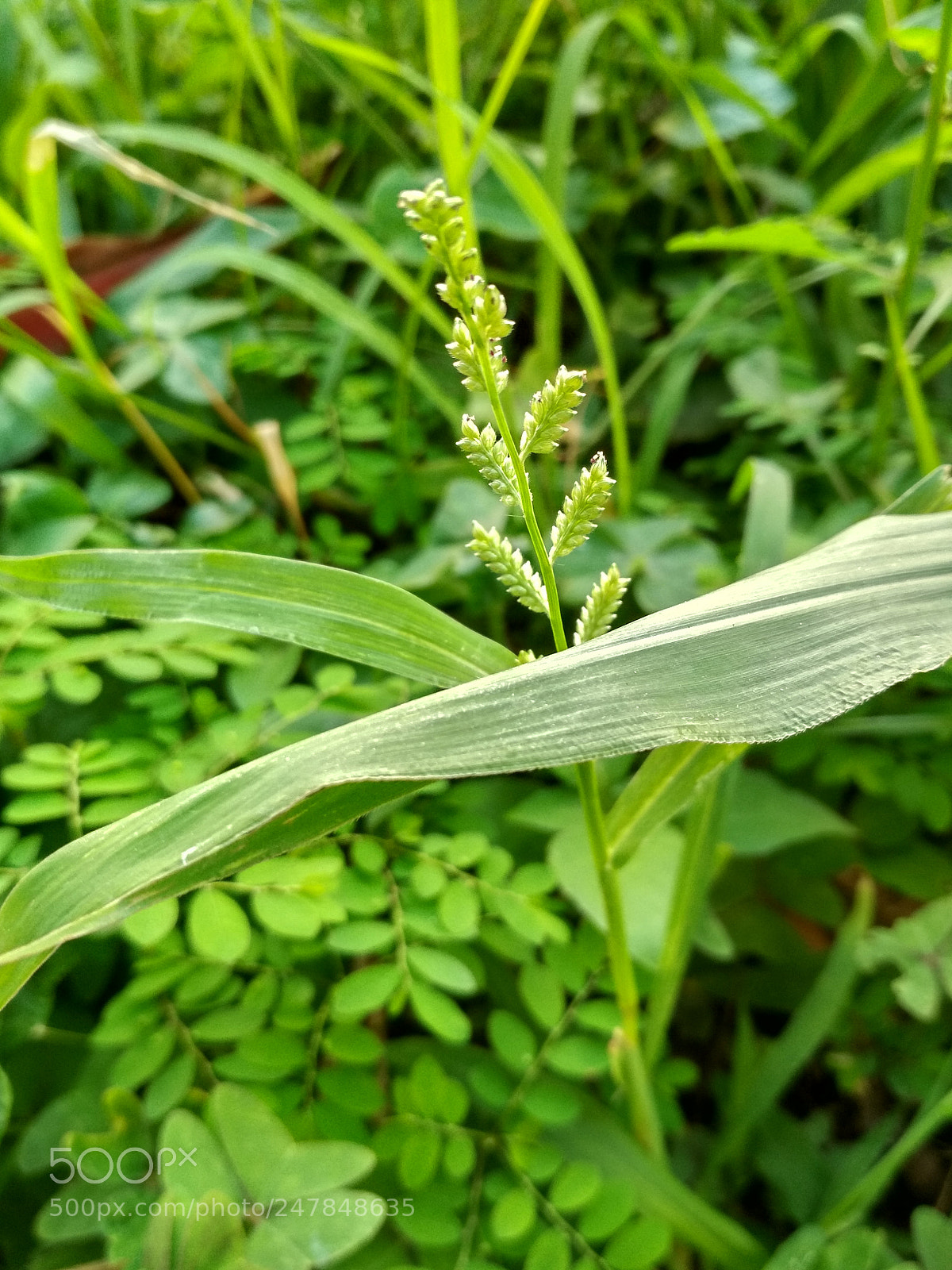 Xiaomi Redmi 4X sample photo. Untitled photography