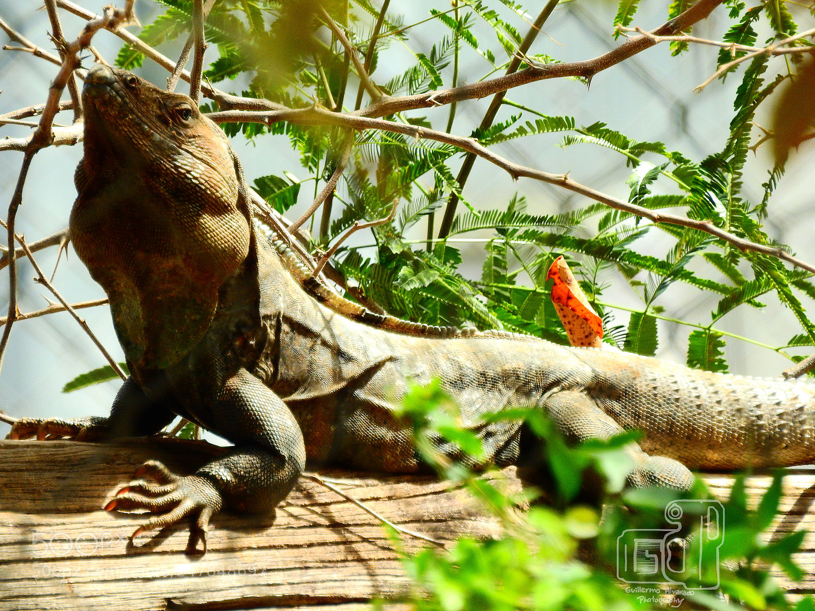 Nikon Coolpix P900 sample photo. Another iguana photography