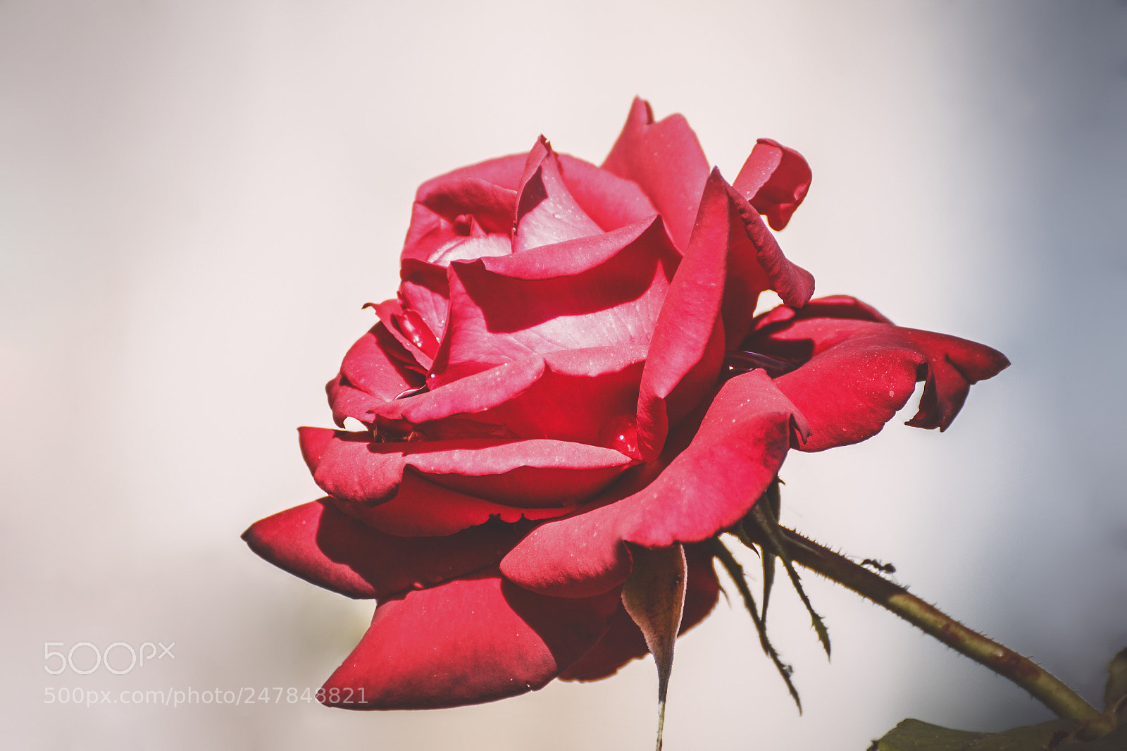 Canon EOS 650D (EOS Rebel T4i / EOS Kiss X6i) sample photo. Red rose photography