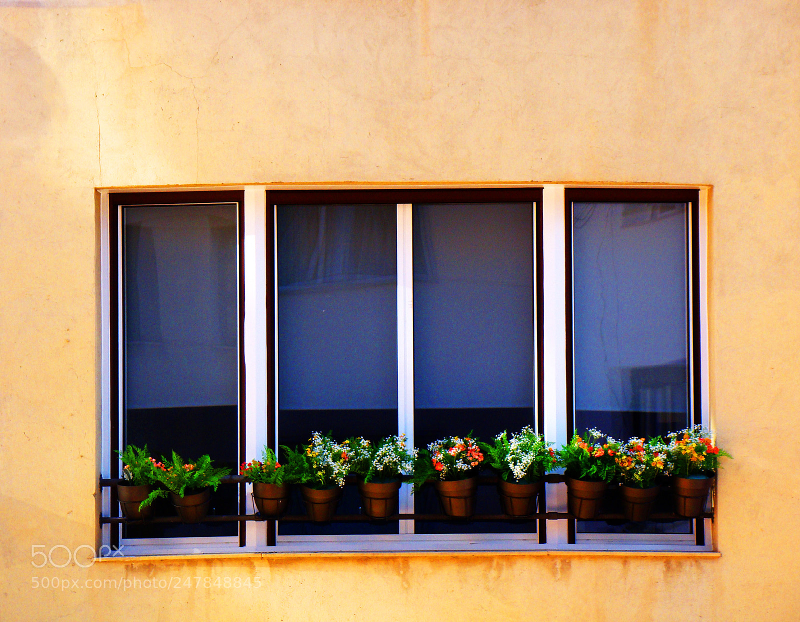 Sony Cyber-shot DSC-H50 sample photo. Flowers in your window photography