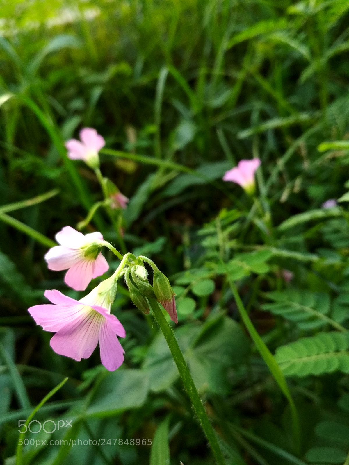 Xiaomi Redmi 4X sample photo. Untitled photography