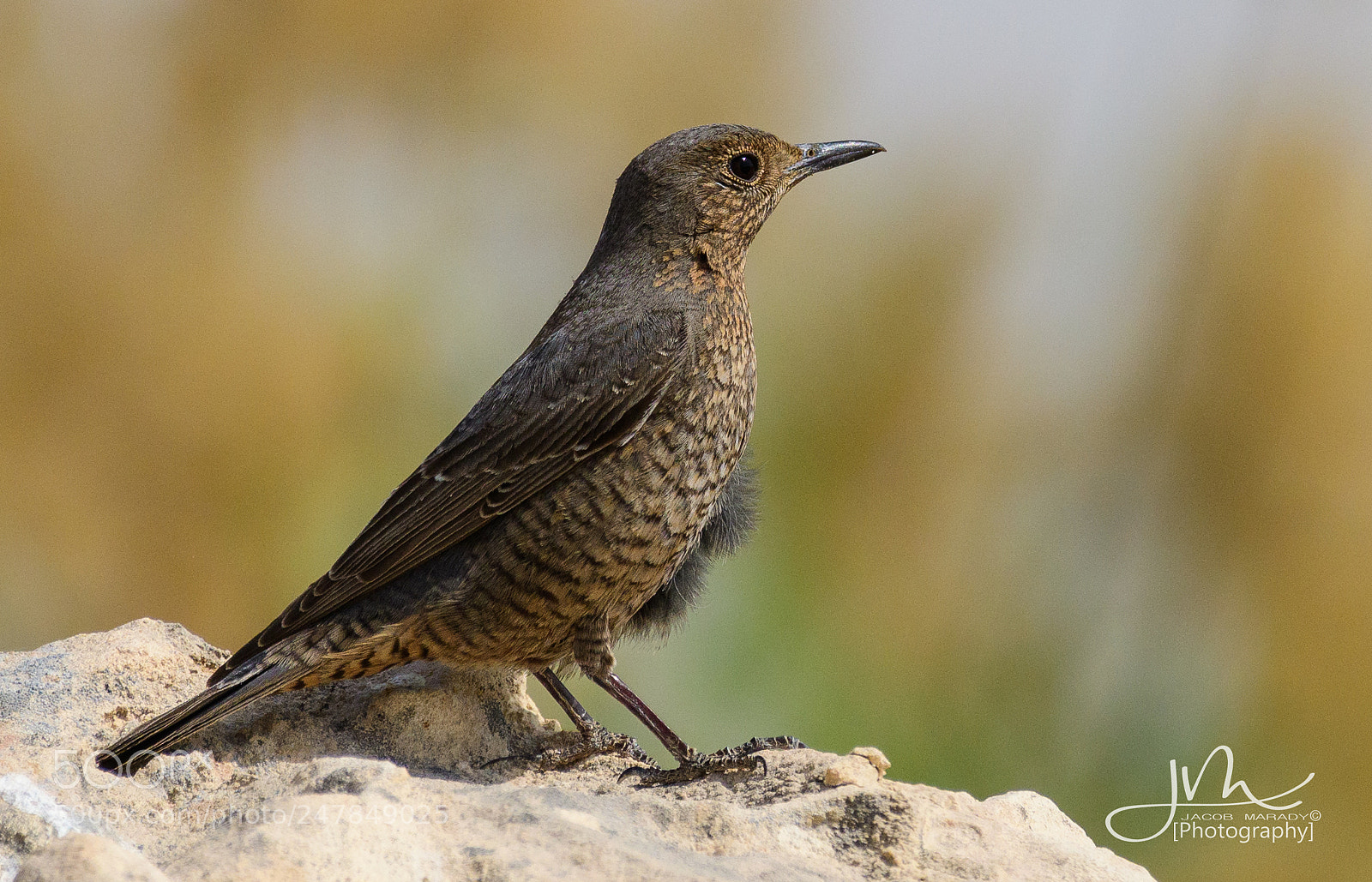 Nikon D500 sample photo. Blue rock thrush female photography