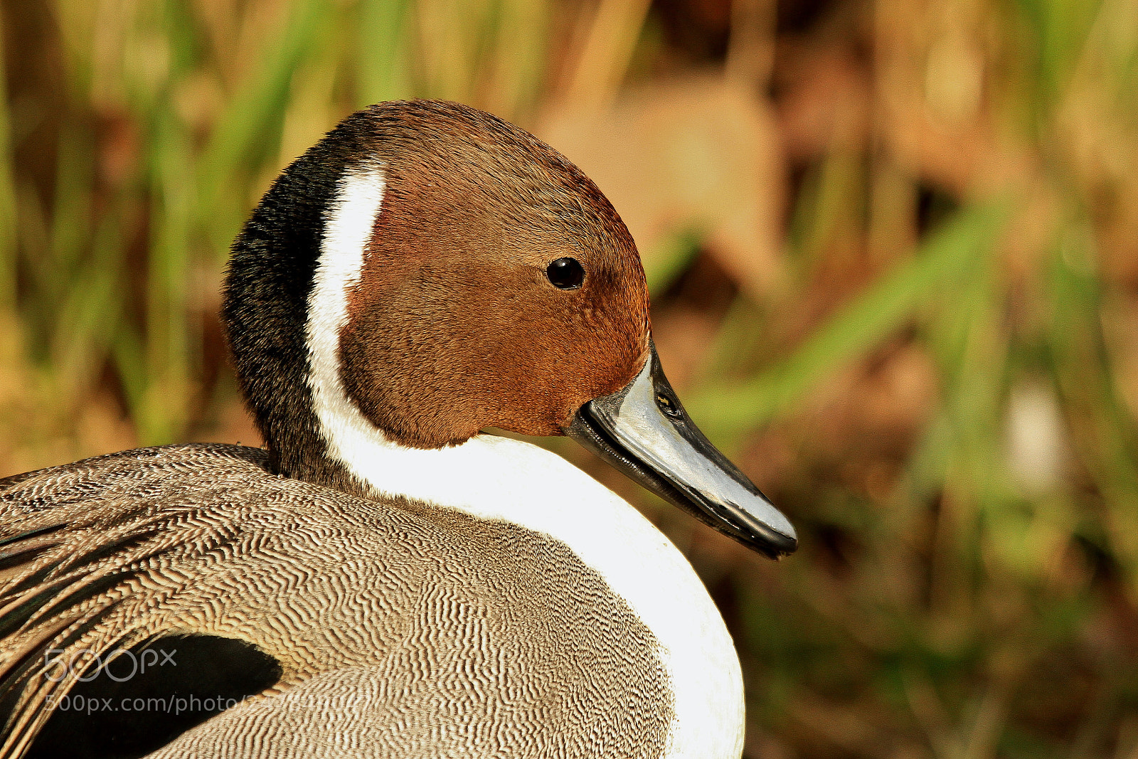Canon EOS 7D sample photo. Pintail portrait photography