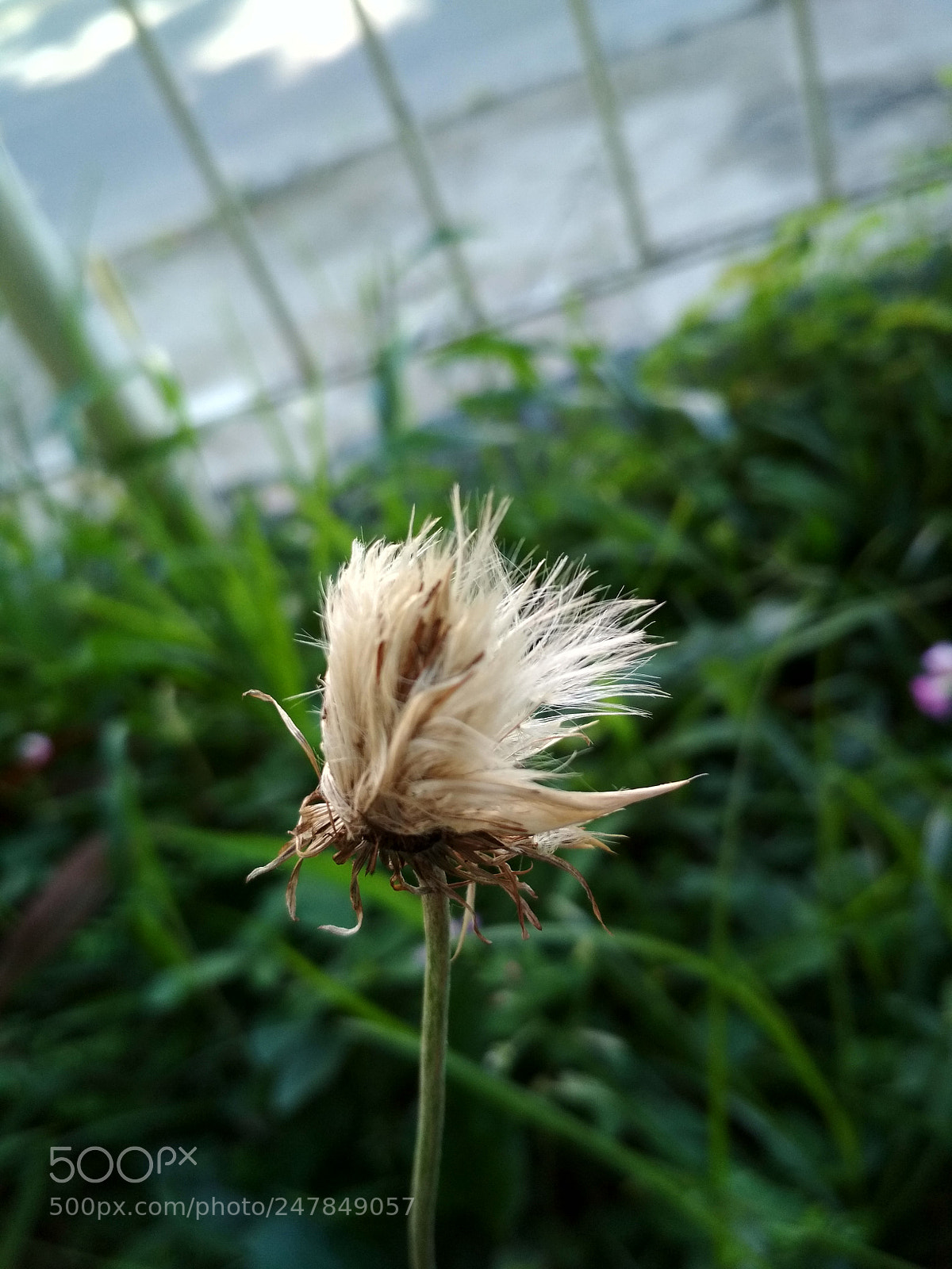 Xiaomi Redmi 4X sample photo. Untitled photography