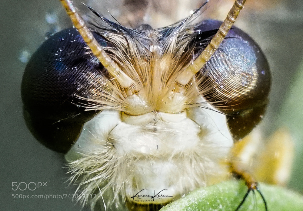 Sony a99 II sample photo. Owlfly !!! photography