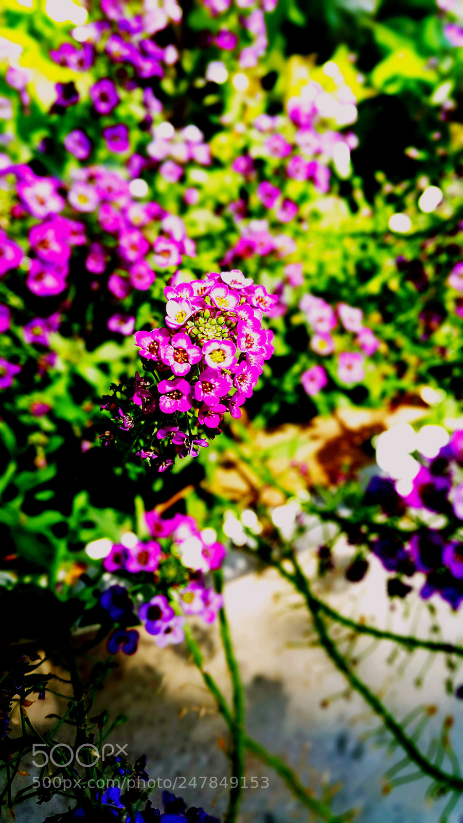 Samsung Galaxy Note4 sample photo. Violet summer photography