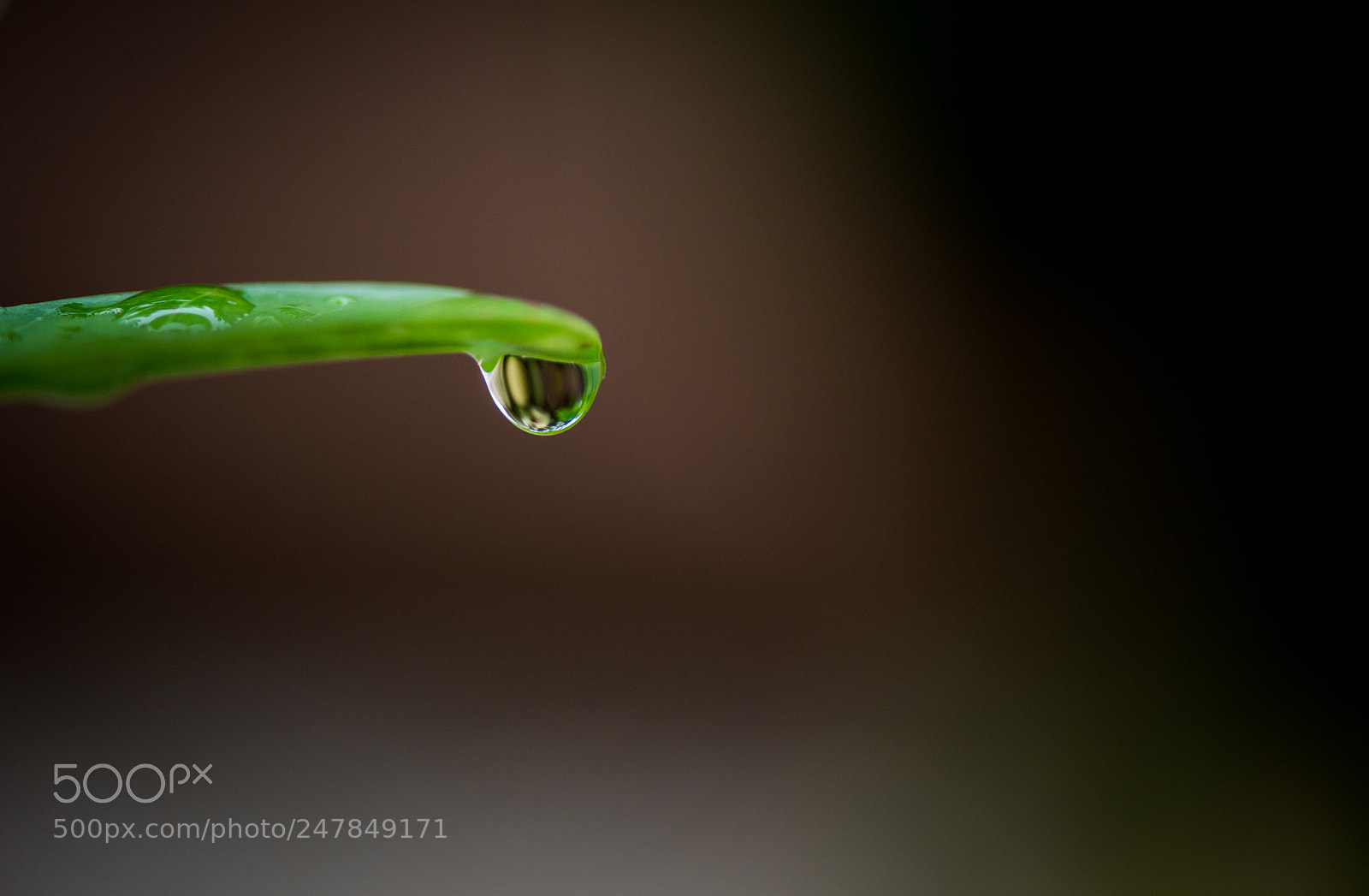 Nikon D810 sample photo. Rain drop - macro photography