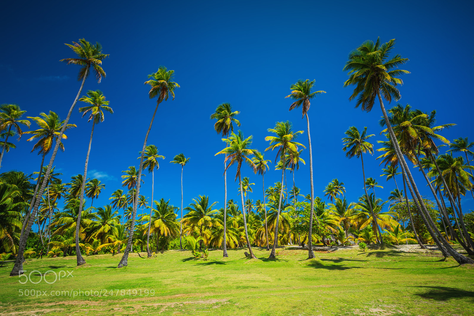 Sony a7R II sample photo. Palm trees near the photography