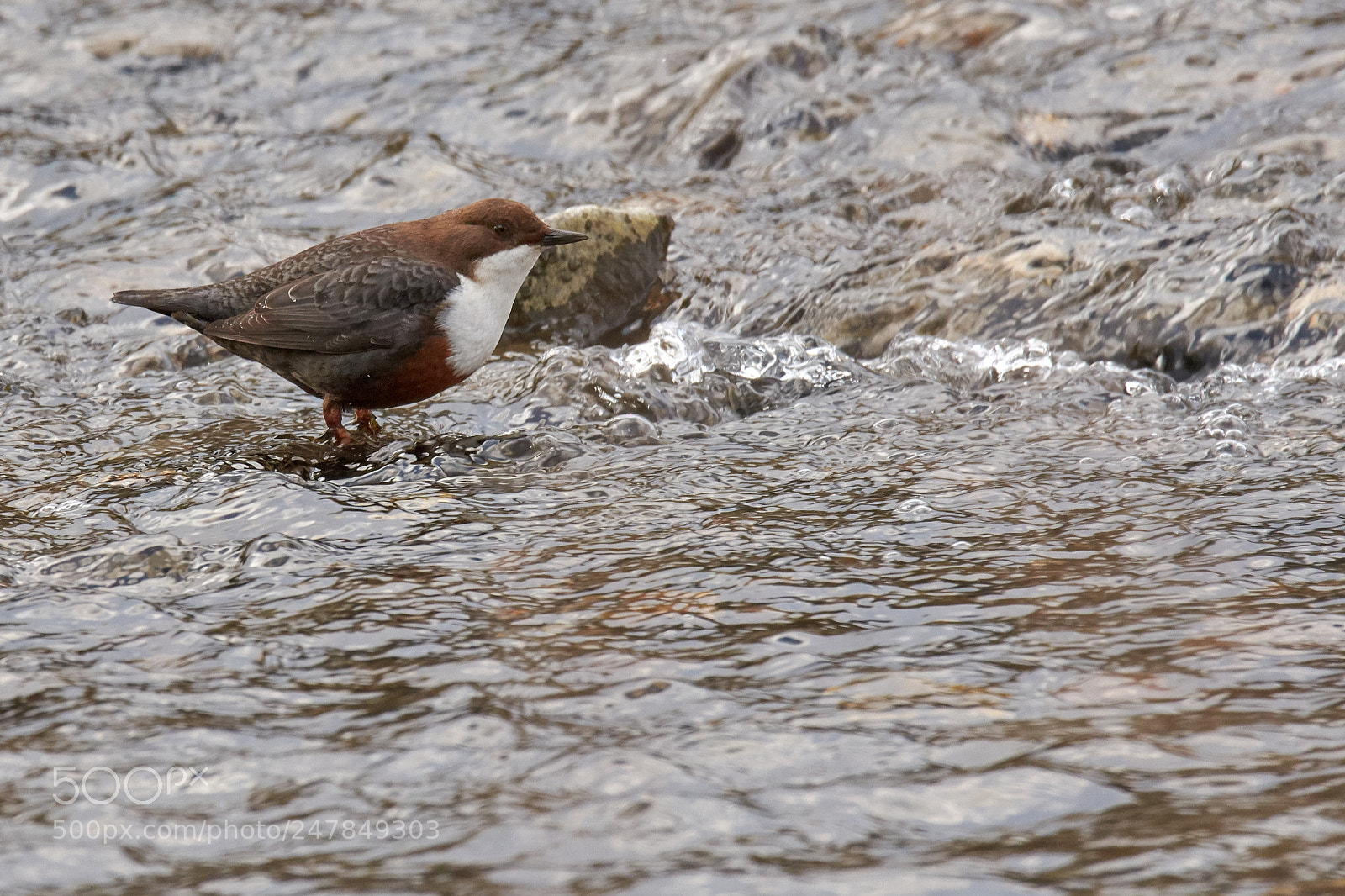 Nikon D7200 sample photo. Wasseramsel photography