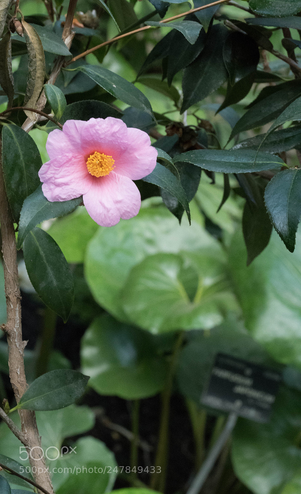 Nikon D500 sample photo. Fleur rose photography