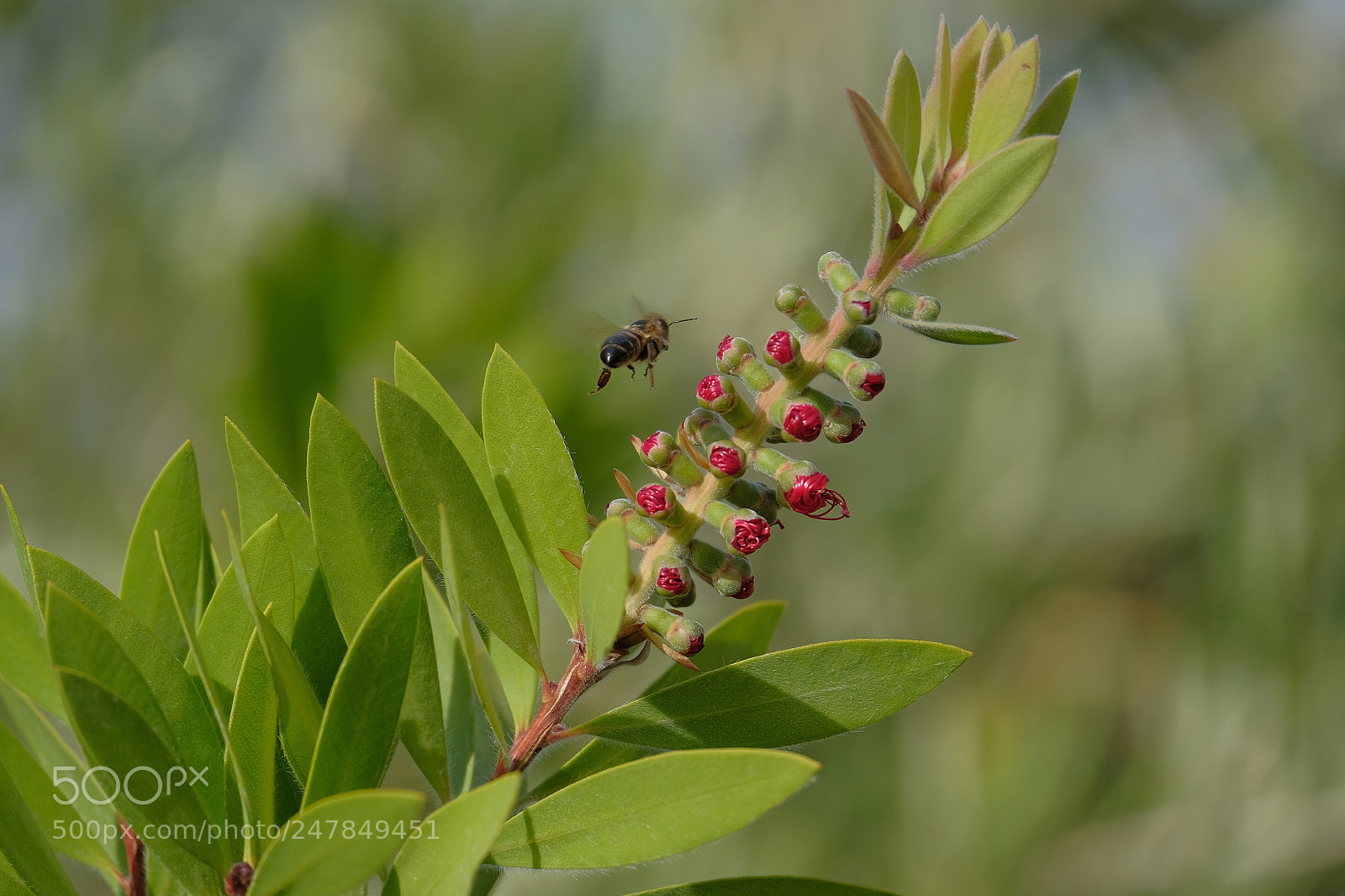 Fujifilm X-T2 sample photo. Bee on a mission photography