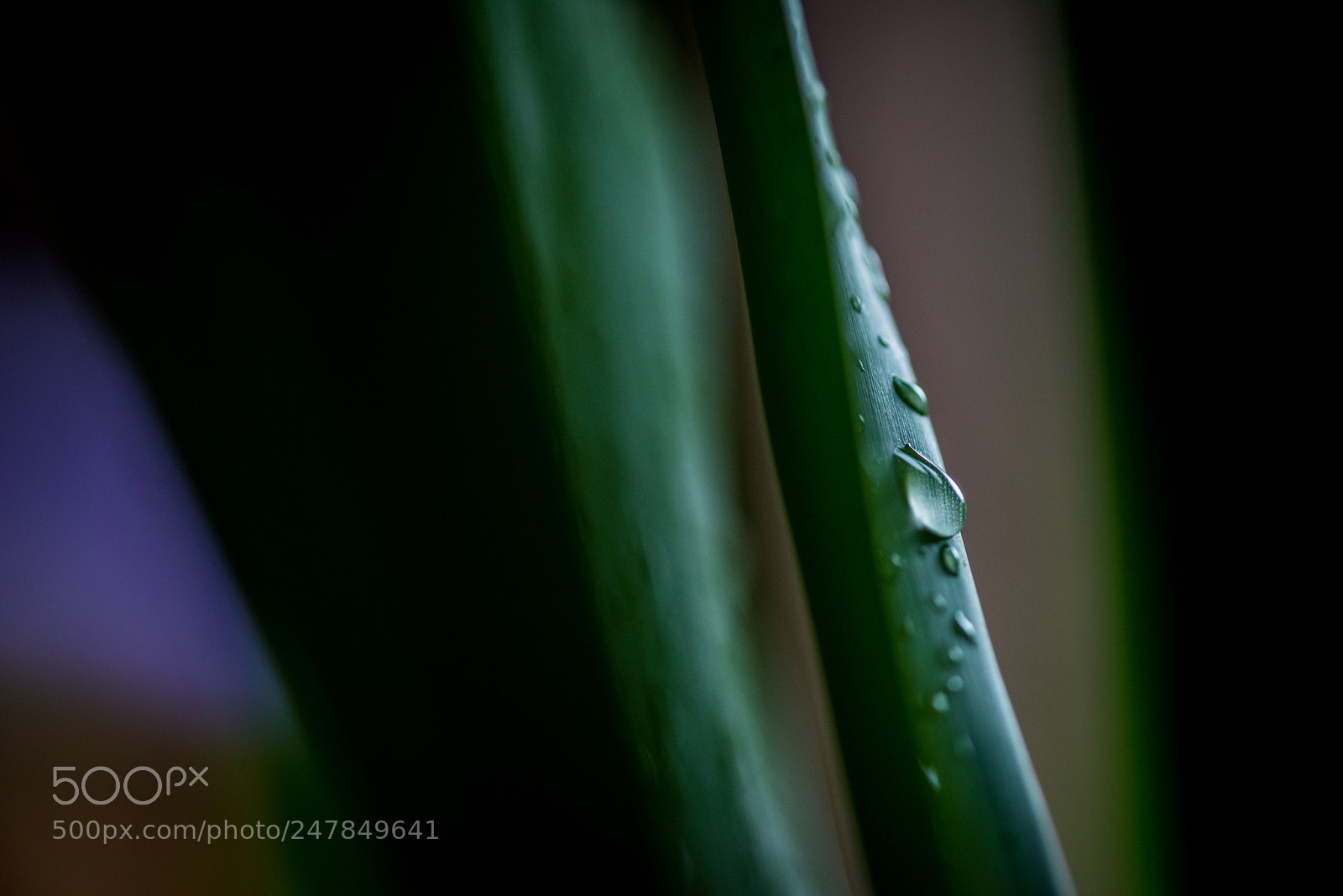 Nikon D810 sample photo. Rain drop - macro photography