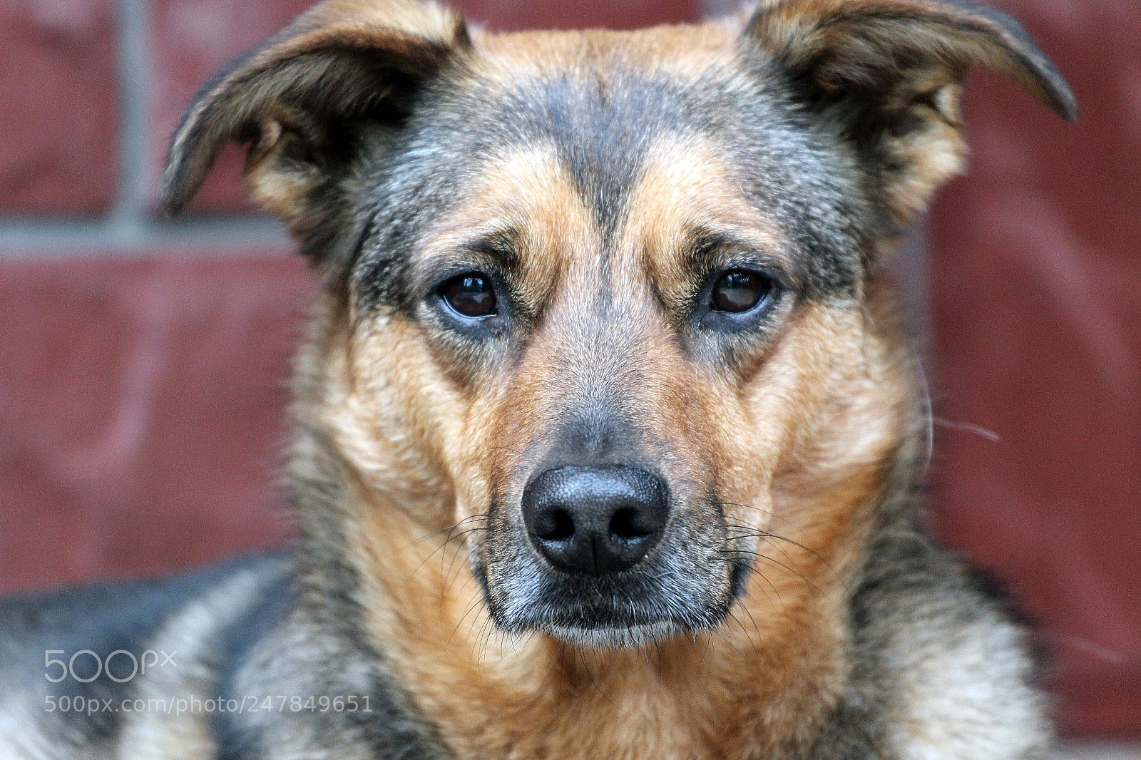Canon EOS 600D (Rebel EOS T3i / EOS Kiss X5) sample photo. Diana photography
