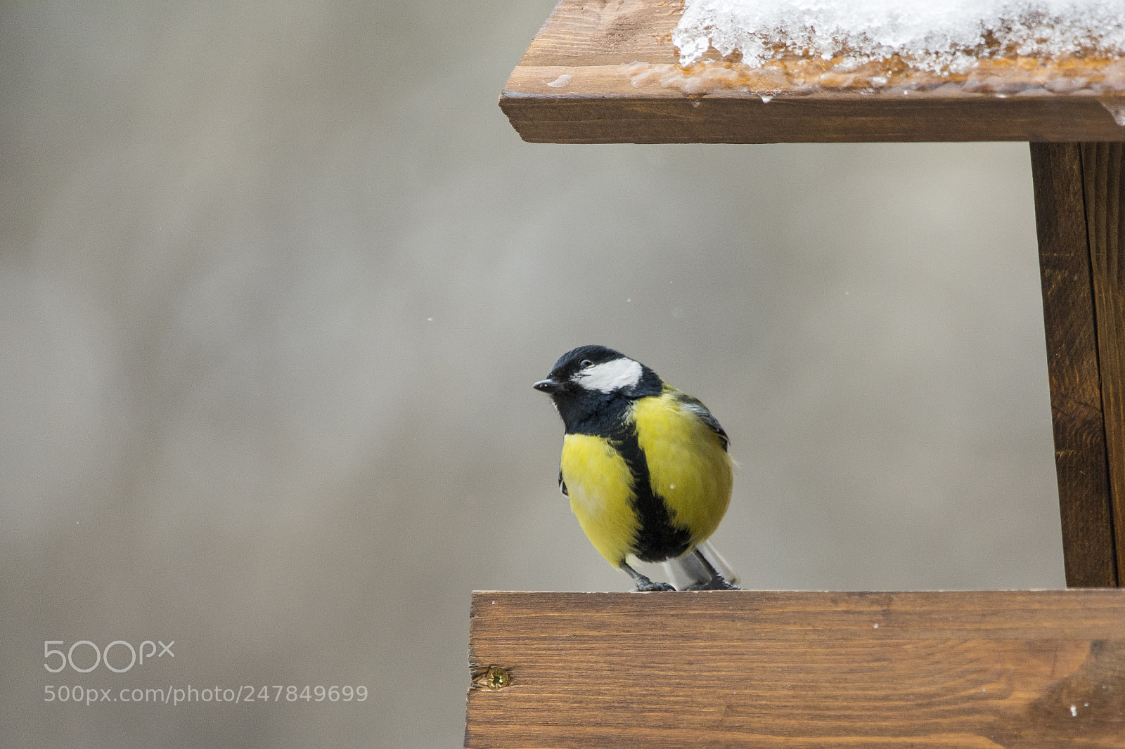 Nikon D7100 sample photo. Great tit photography
